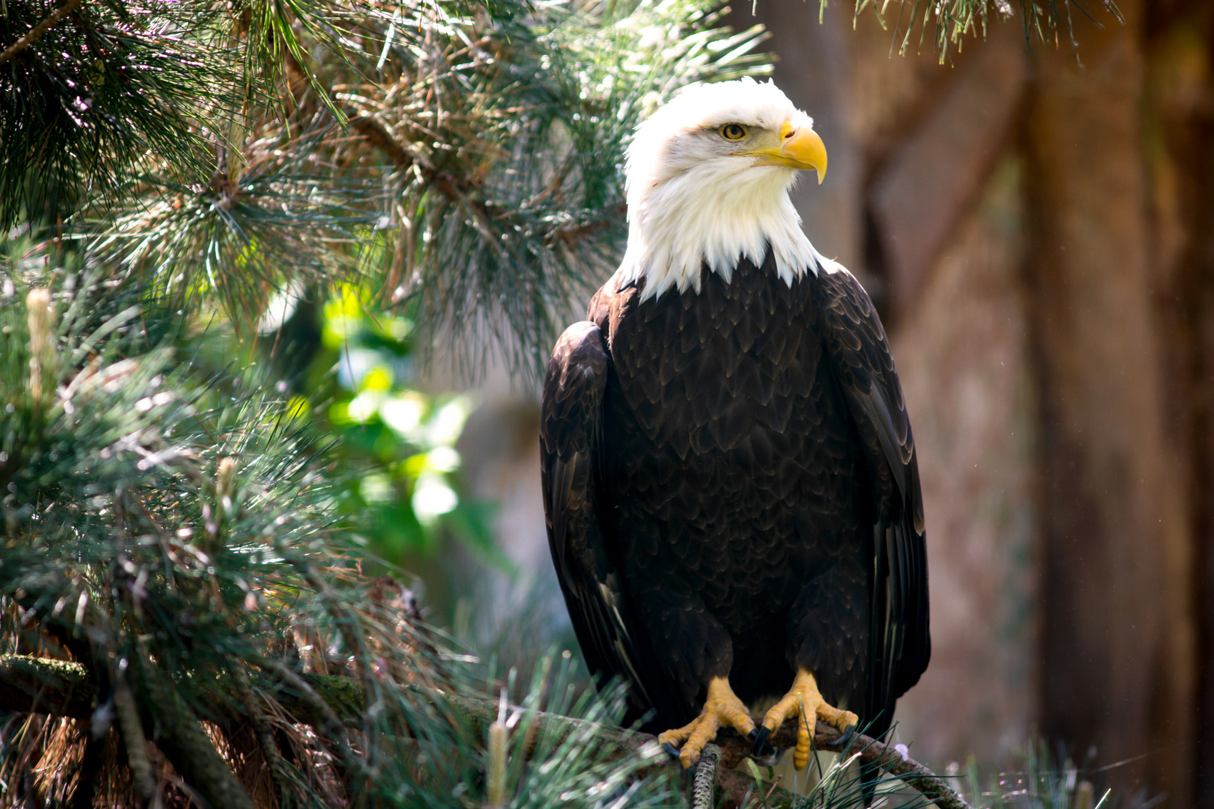 petr-vich-fotograf-portfolio-zvirata