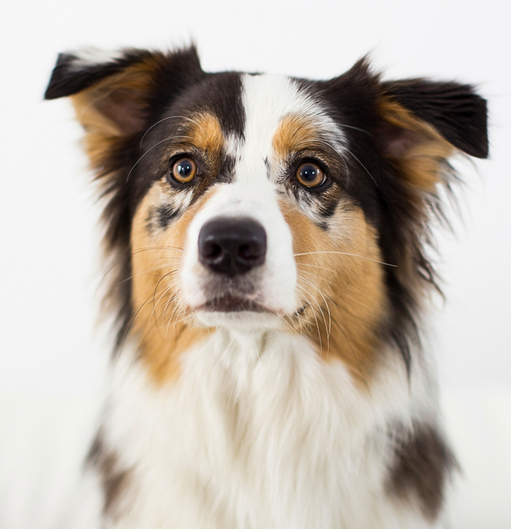 petr-vich-fotograf-portfolio-zvirata