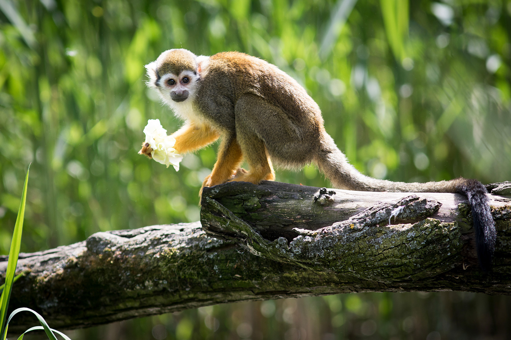 petr-vich-fotograf-portfolio-zvirata