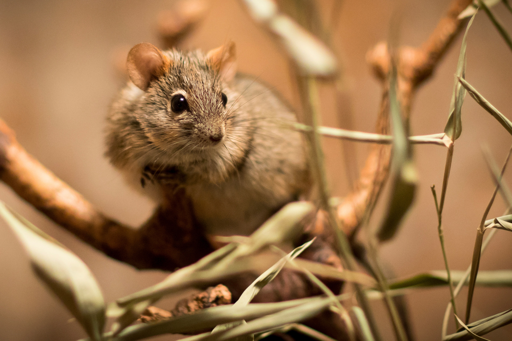 petr-vich-fotograf-portfolio-zvirata