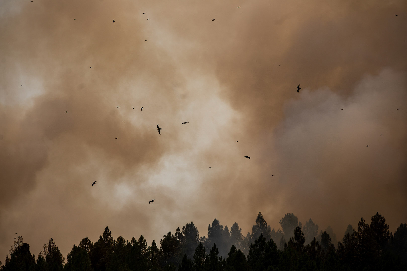 INCENDIO FORESTAL ALISTE. FIGUERUELA, VILLARINO DE MANZANAS, PETISQUEIRA Y RIOMANZANAS