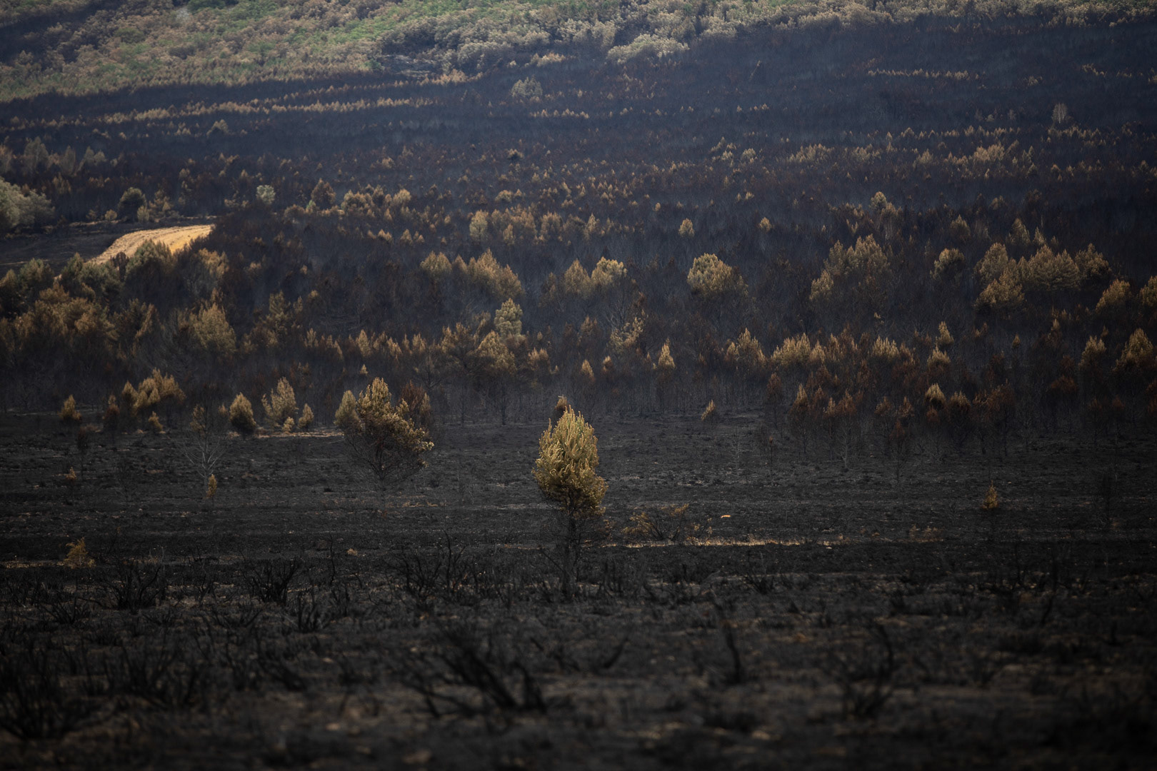 INCENDIO SIERRA DE LA CULEBRA, CABAÑAS DE ALISTE