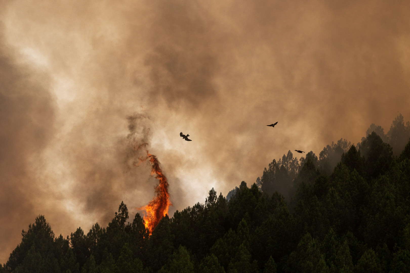 INCENDIO FORESTAL ALISTE. FIGUERUELA, VILLARINO DE MANZANAS, PETISQUEIRA Y RIOMANZANAS