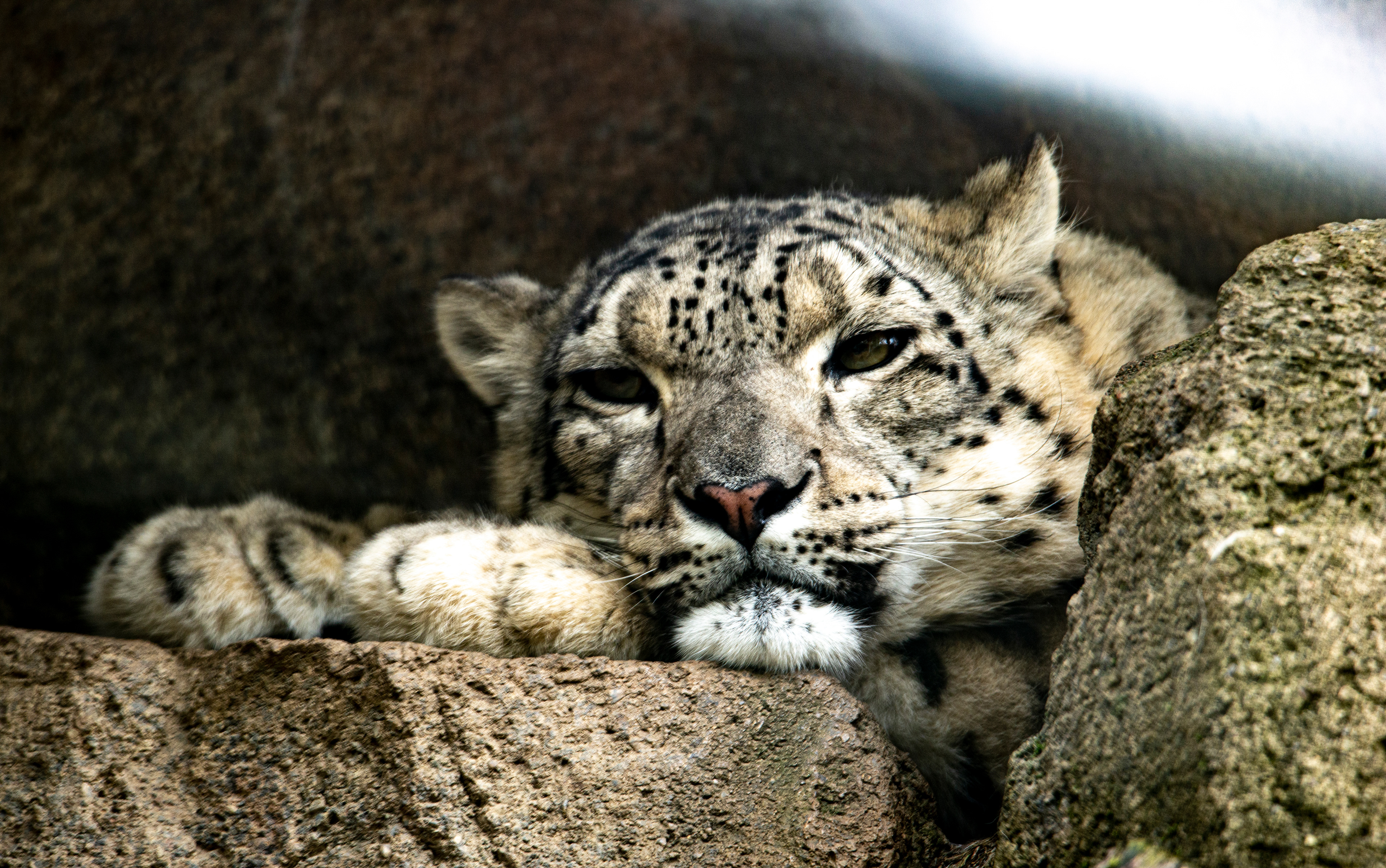 Snow Leopard
