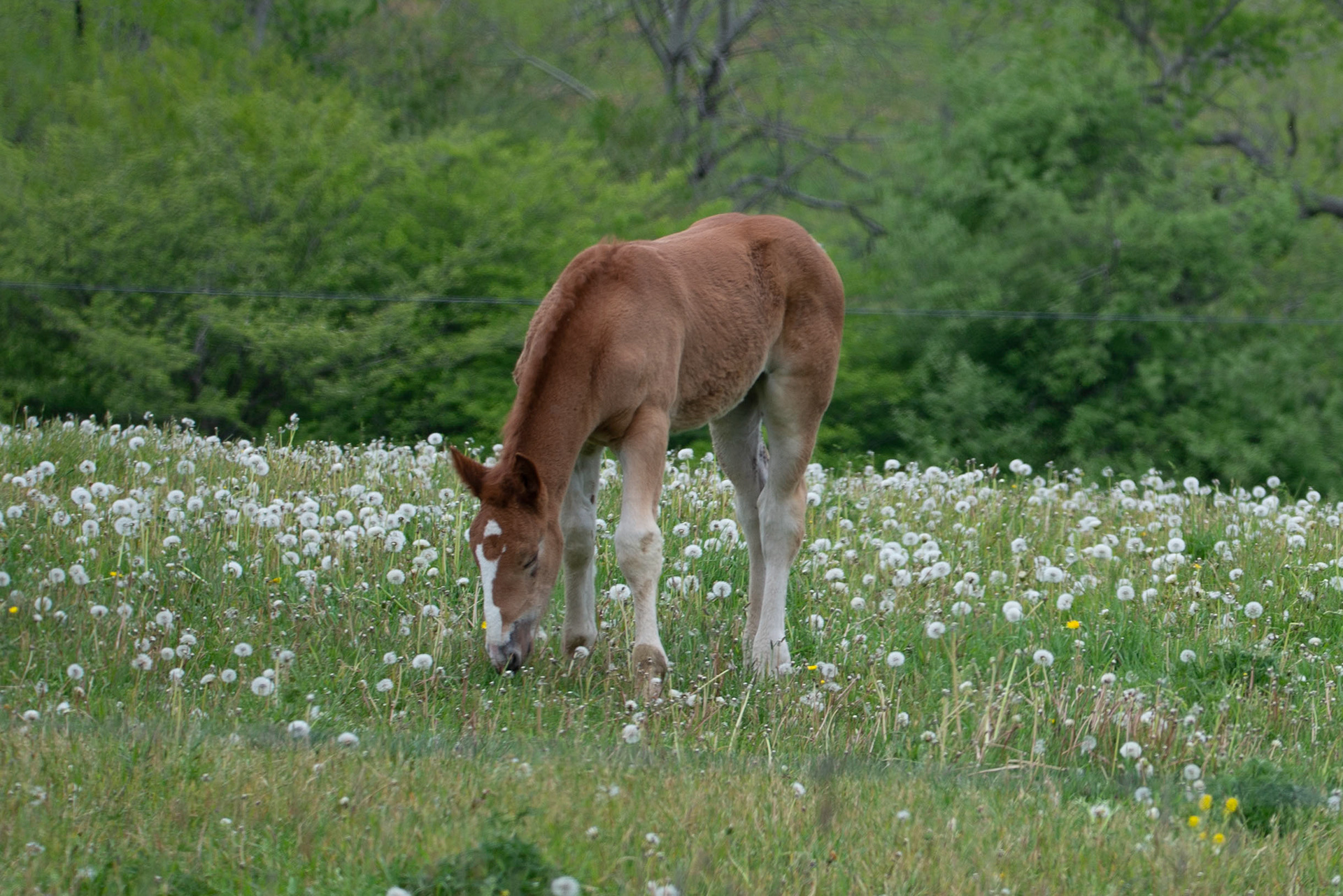 Foal Grazing