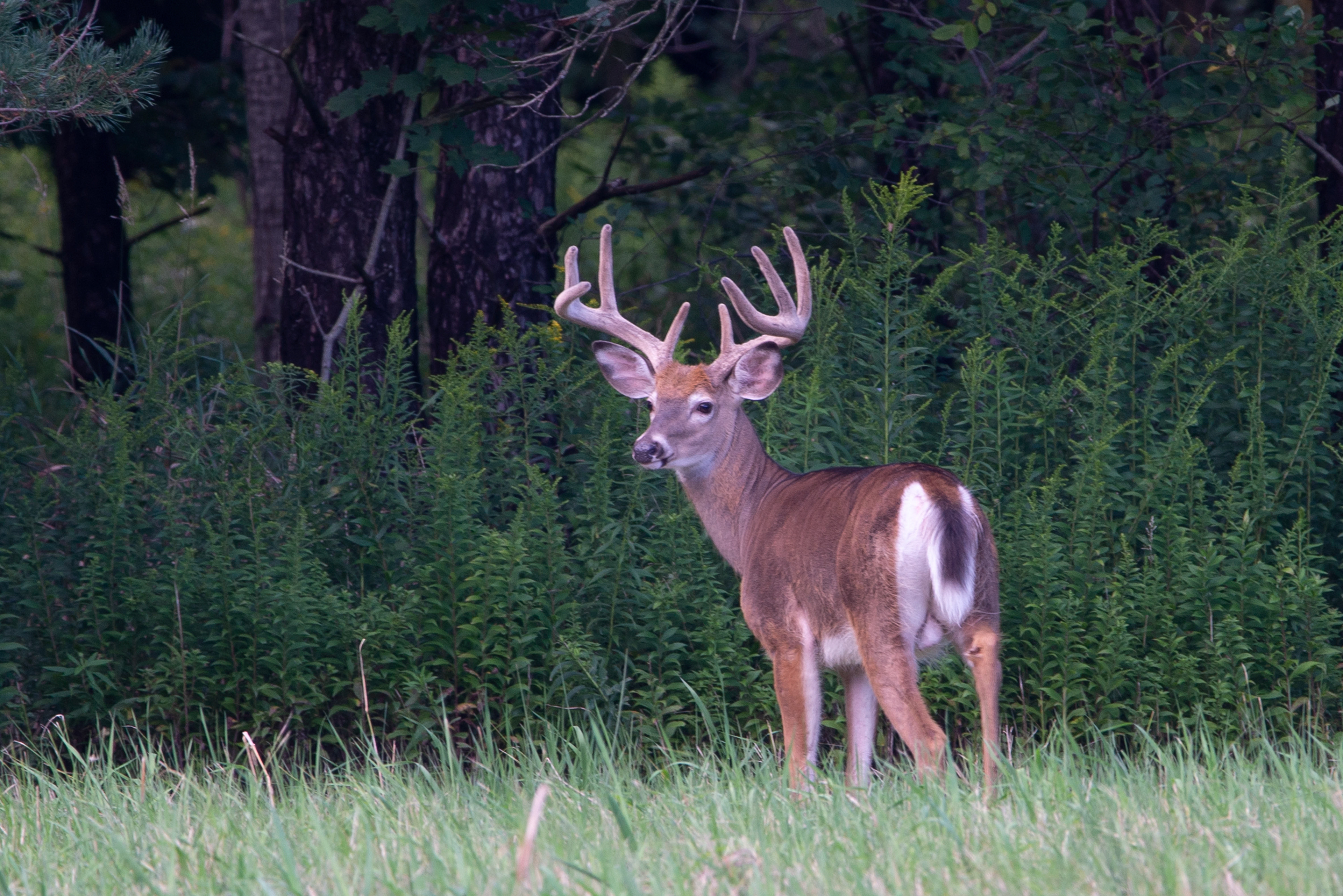 White-tailed Buck