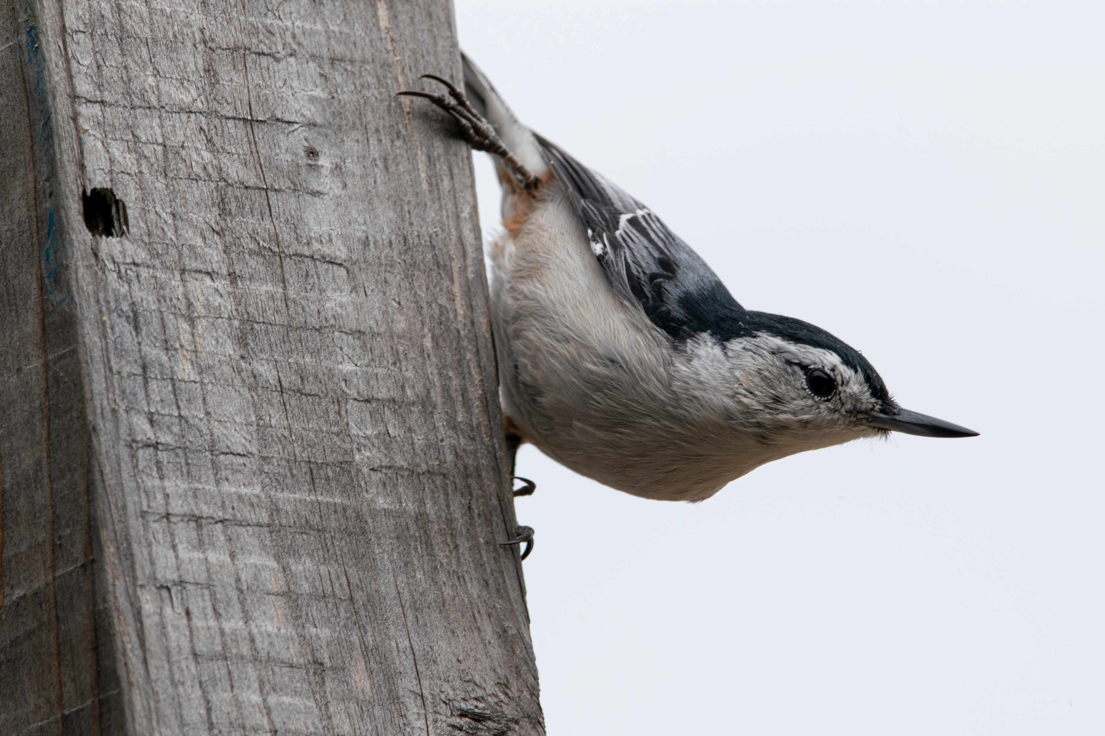 Nuthatch