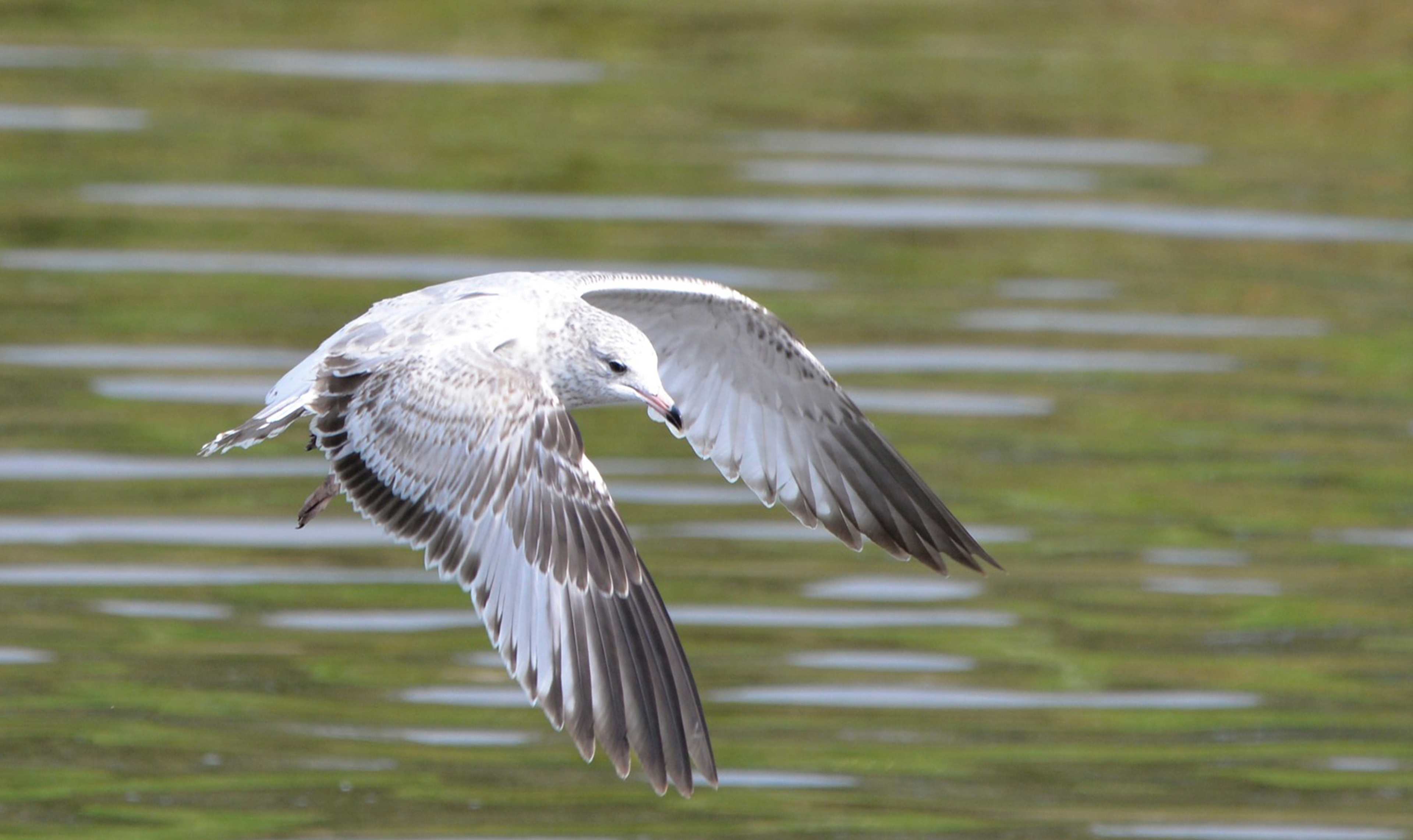 Seagull in Flight