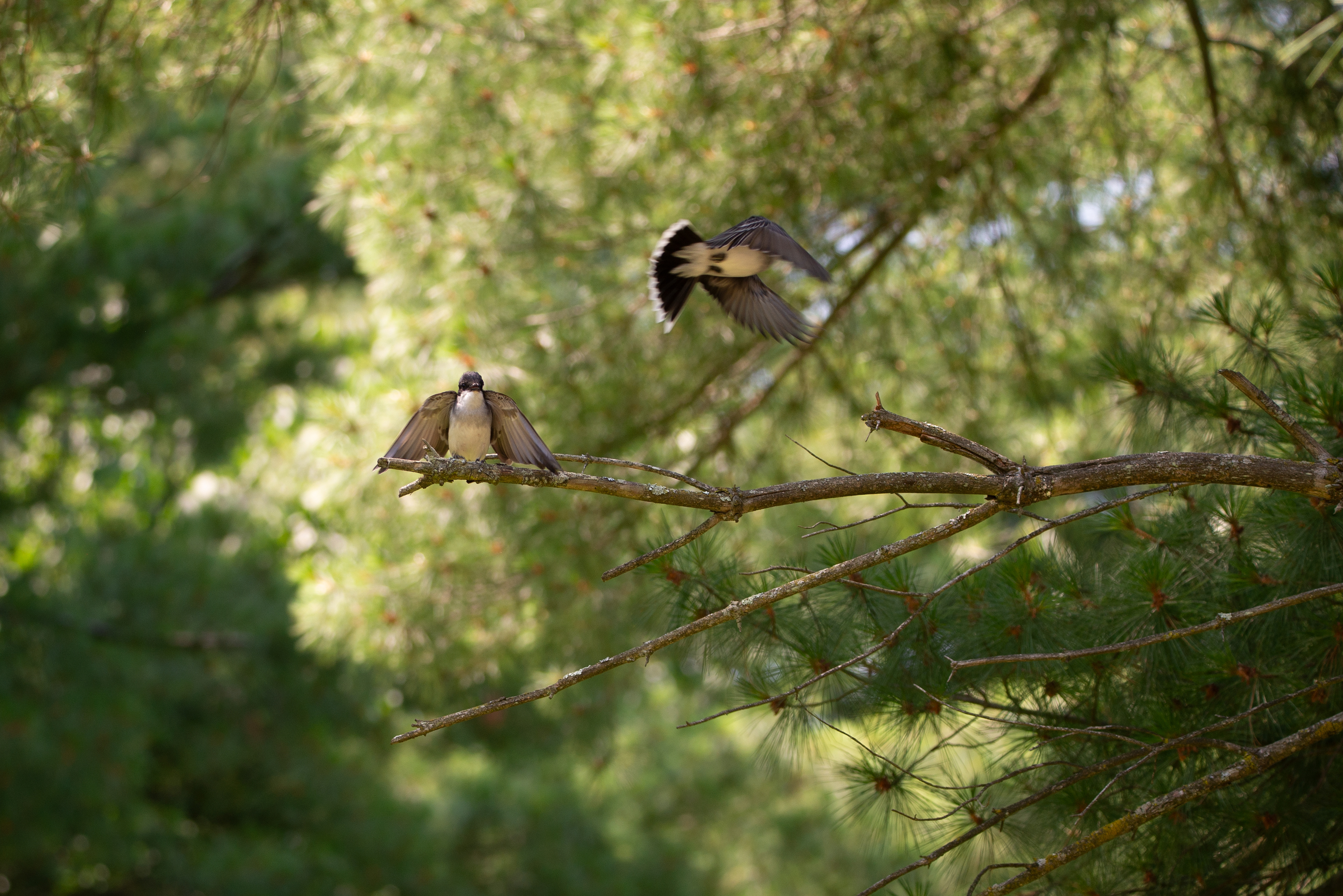 Eastern Kingbirds in Flight