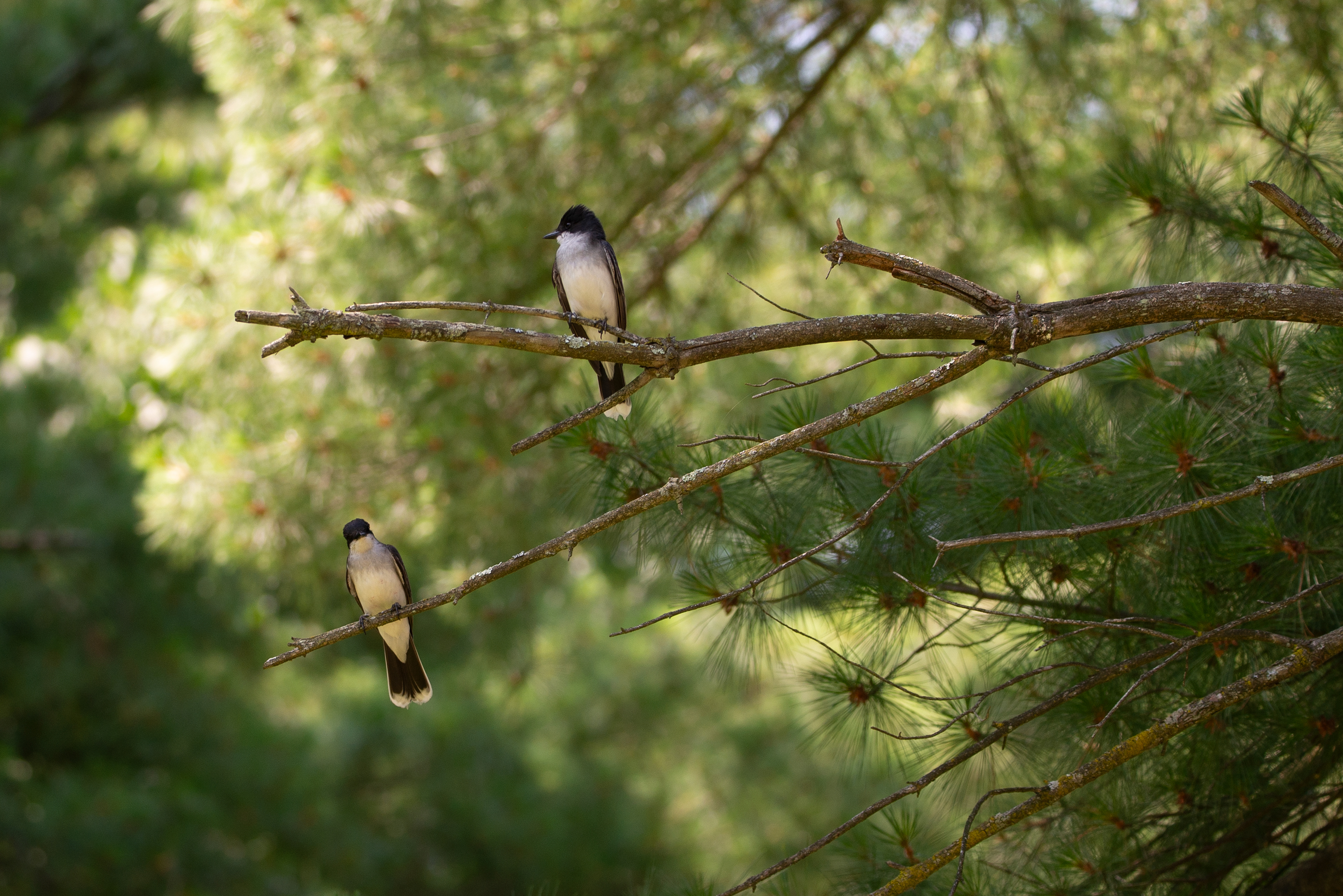 Eastern Kingbirds