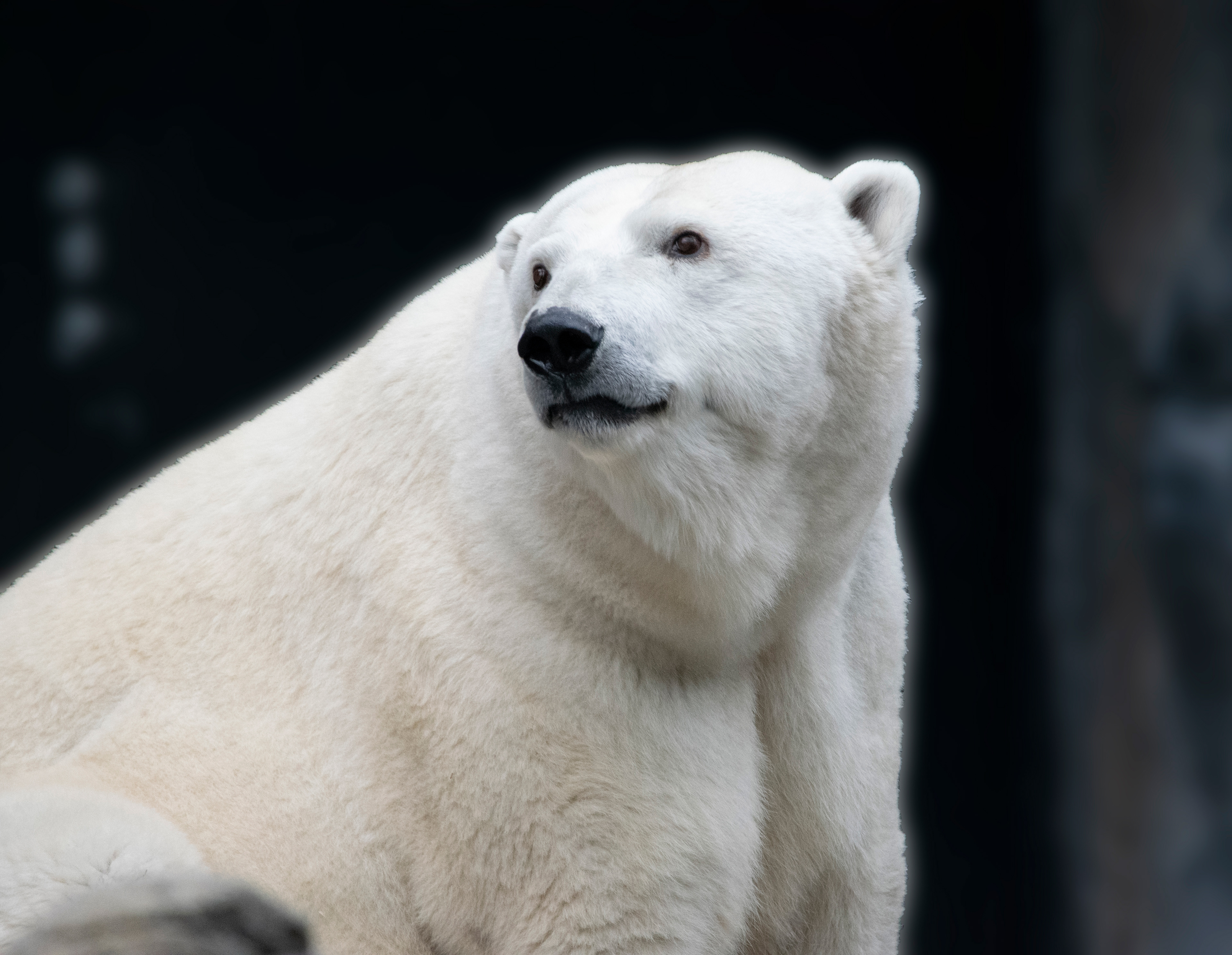 Polar Bear Close-up