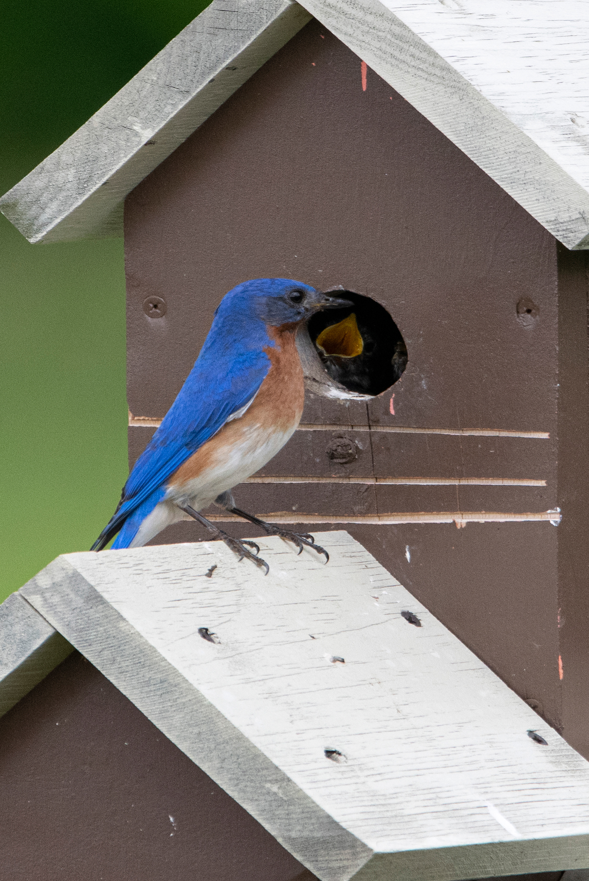 Bluebird Feeding Time