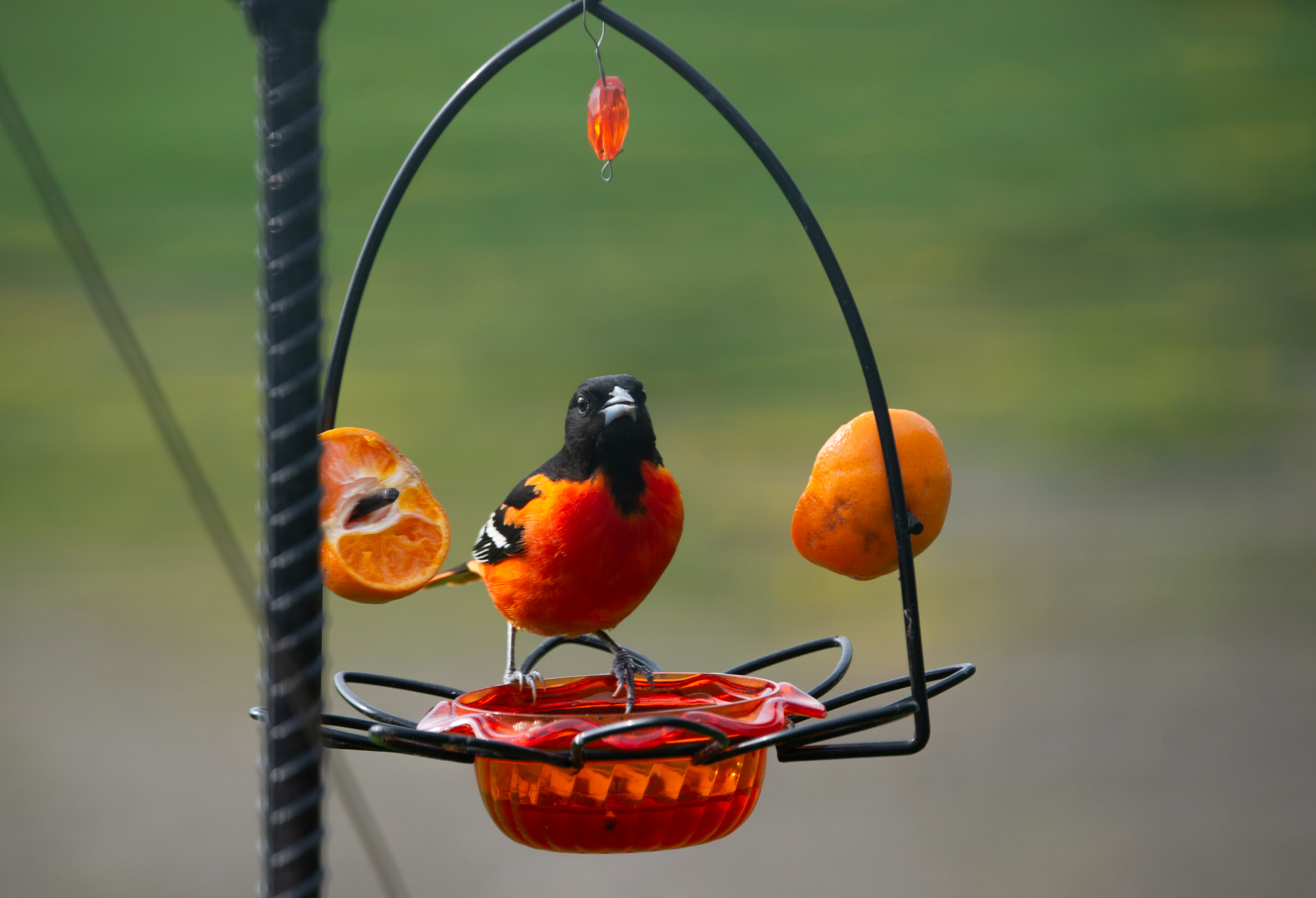 Oriole