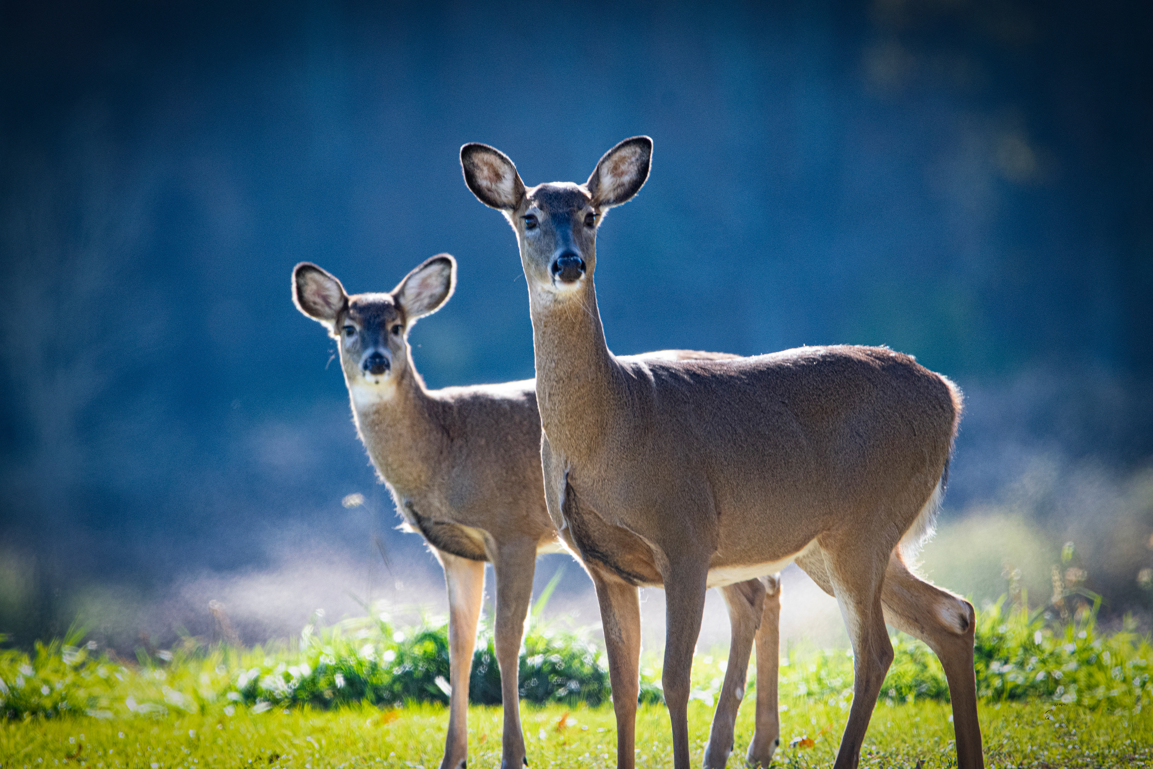 White-tailed Deer Blue