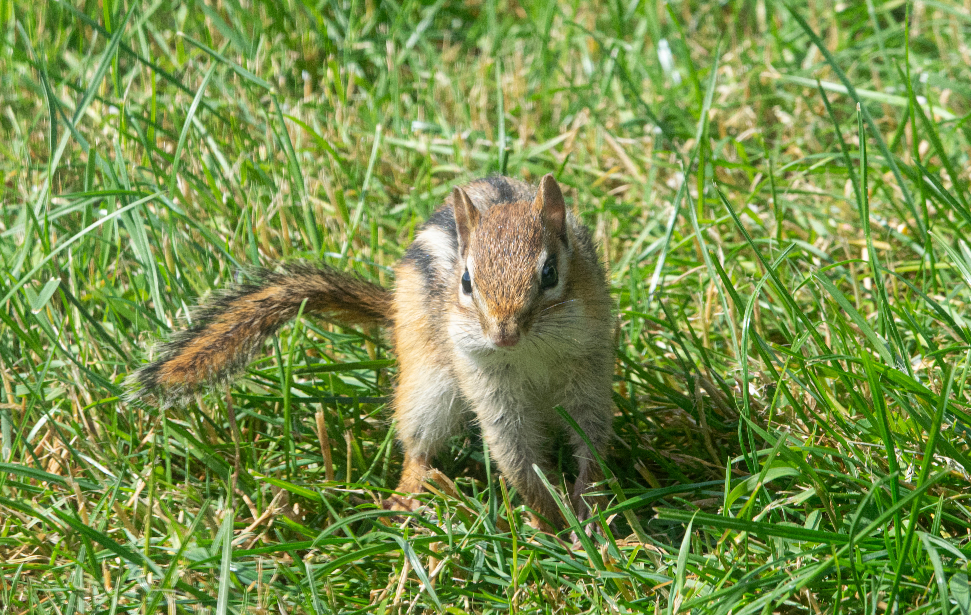 Chipmunk