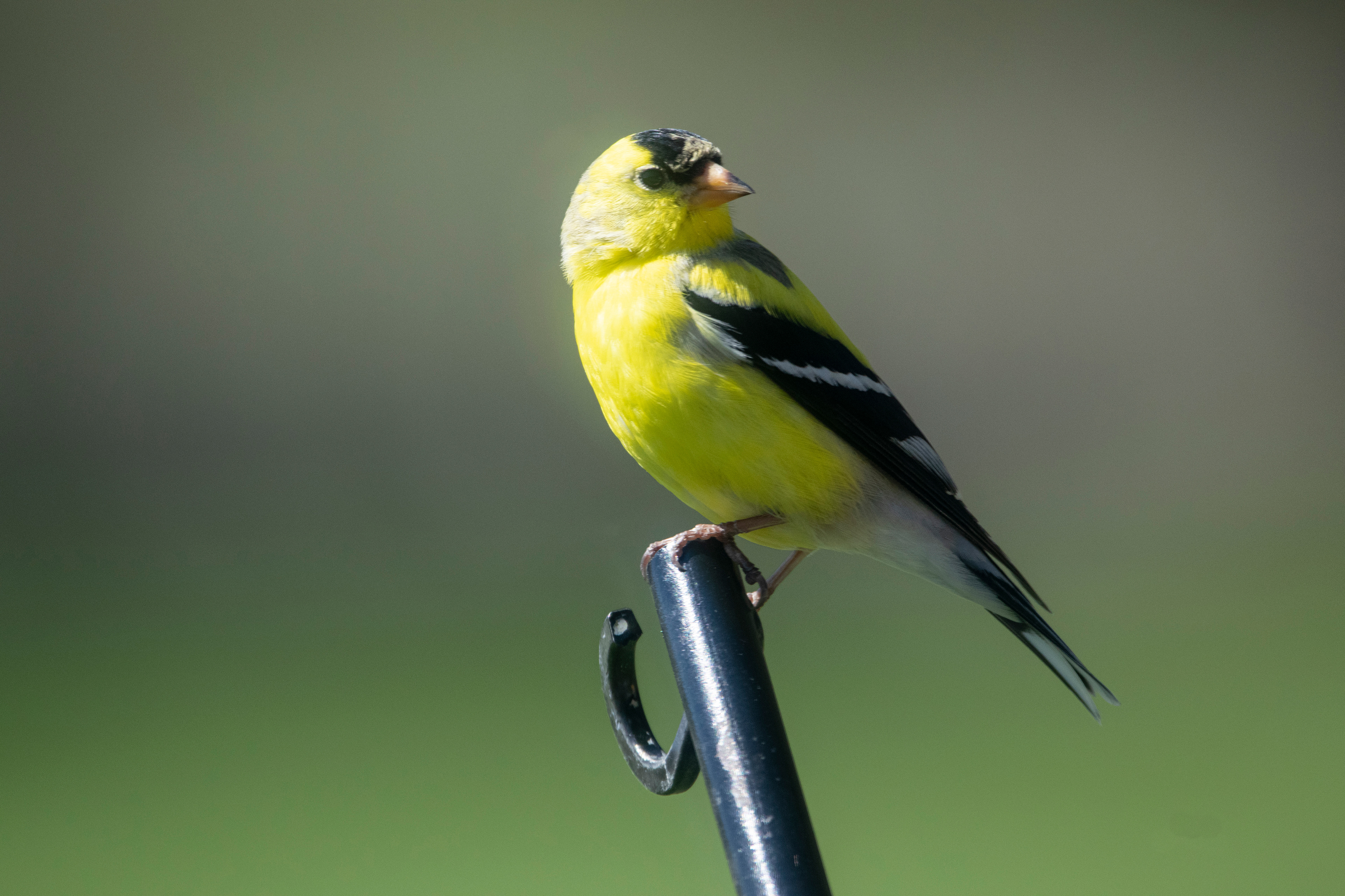 Gold Finch
