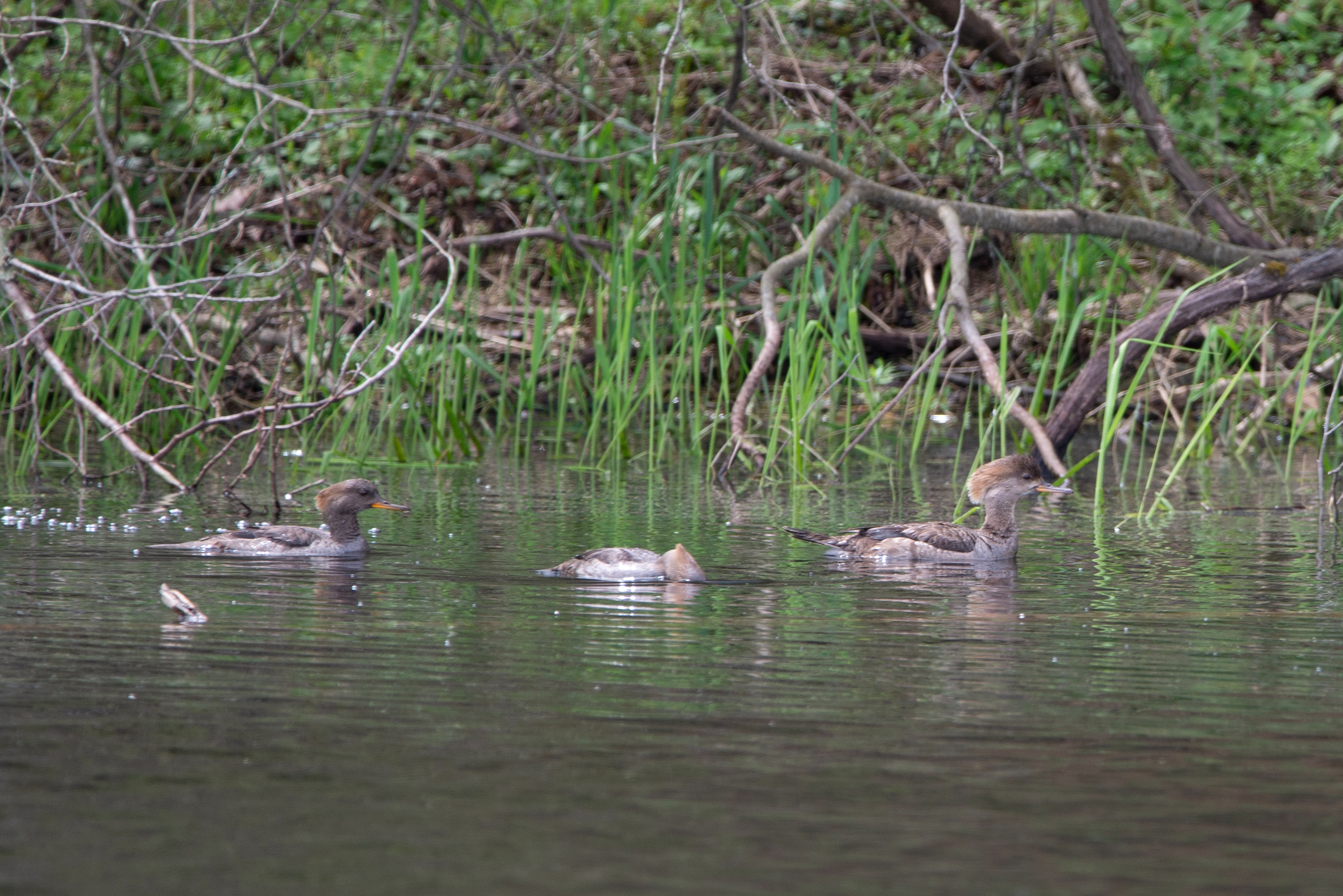 Hooded Mergansers