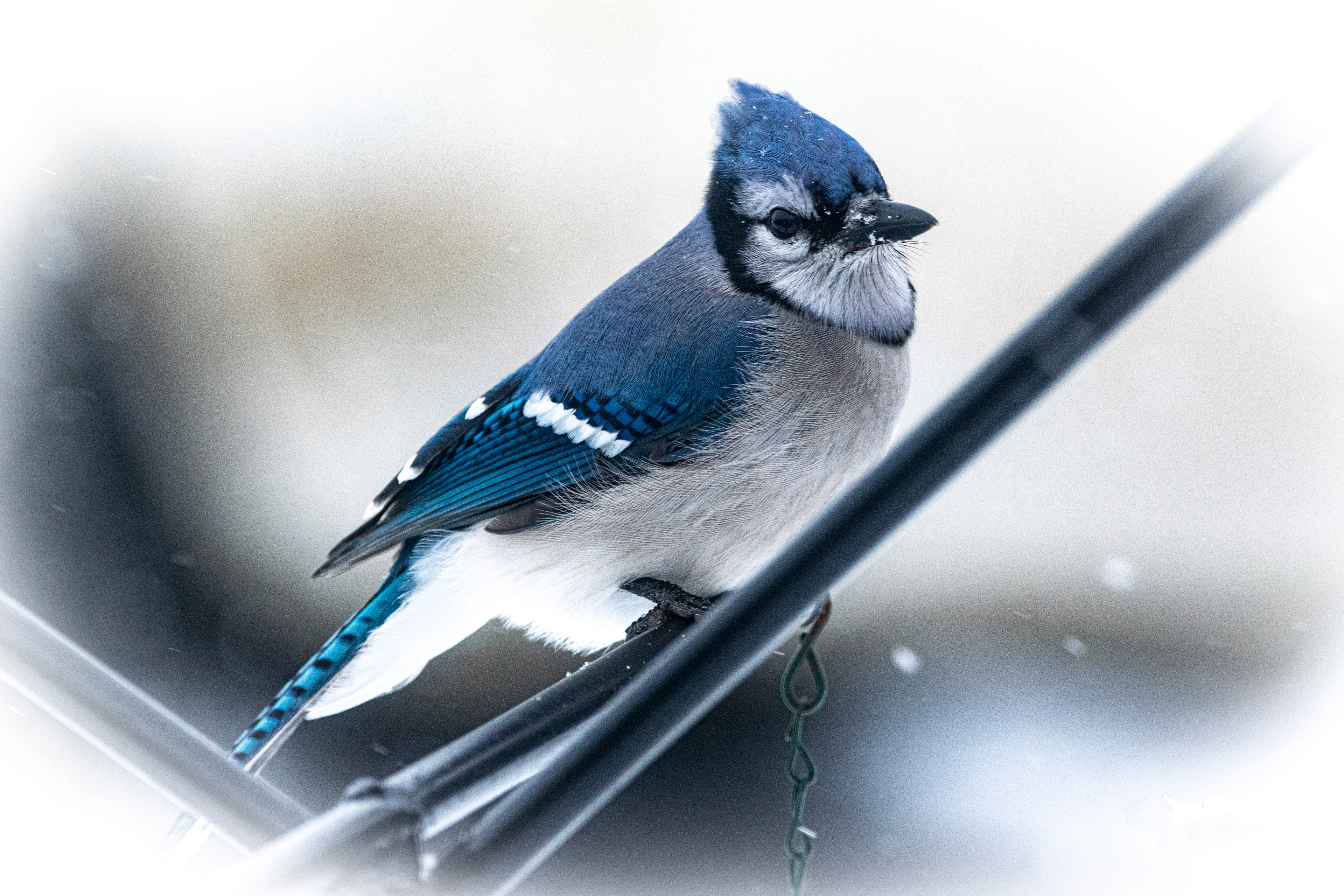 Blue Jay in Snow