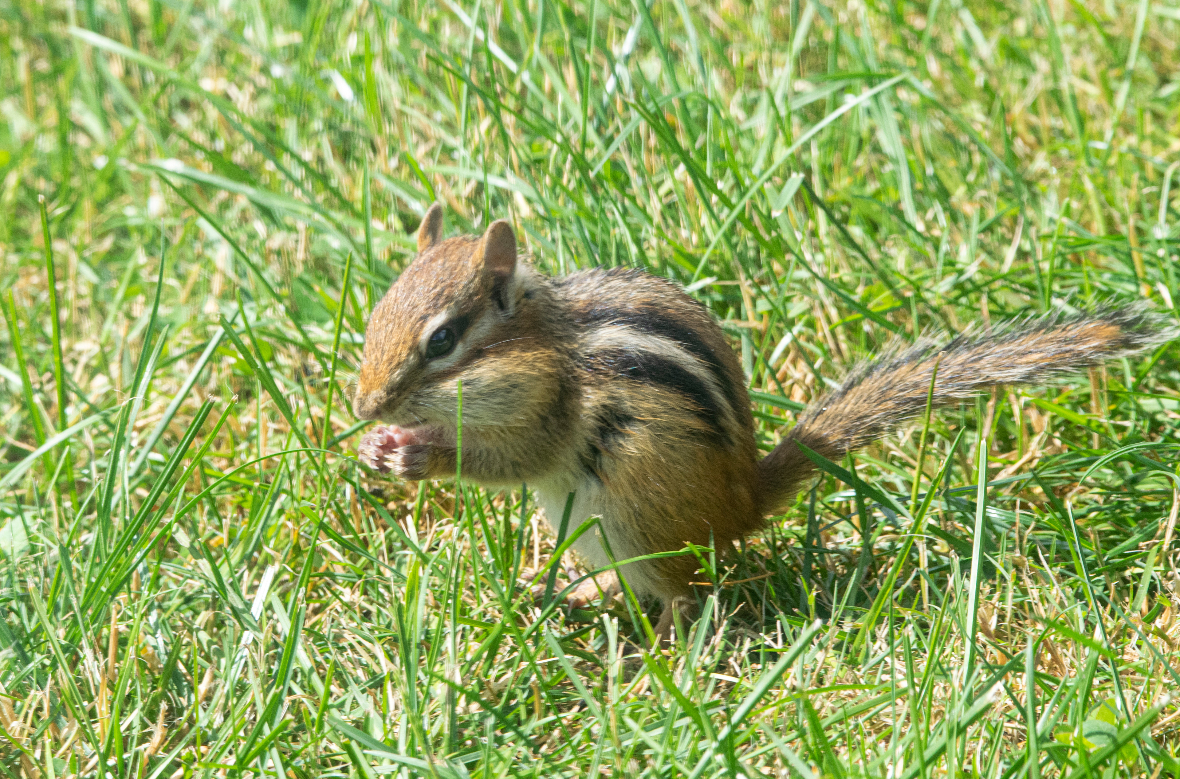 Chipmunk Eating