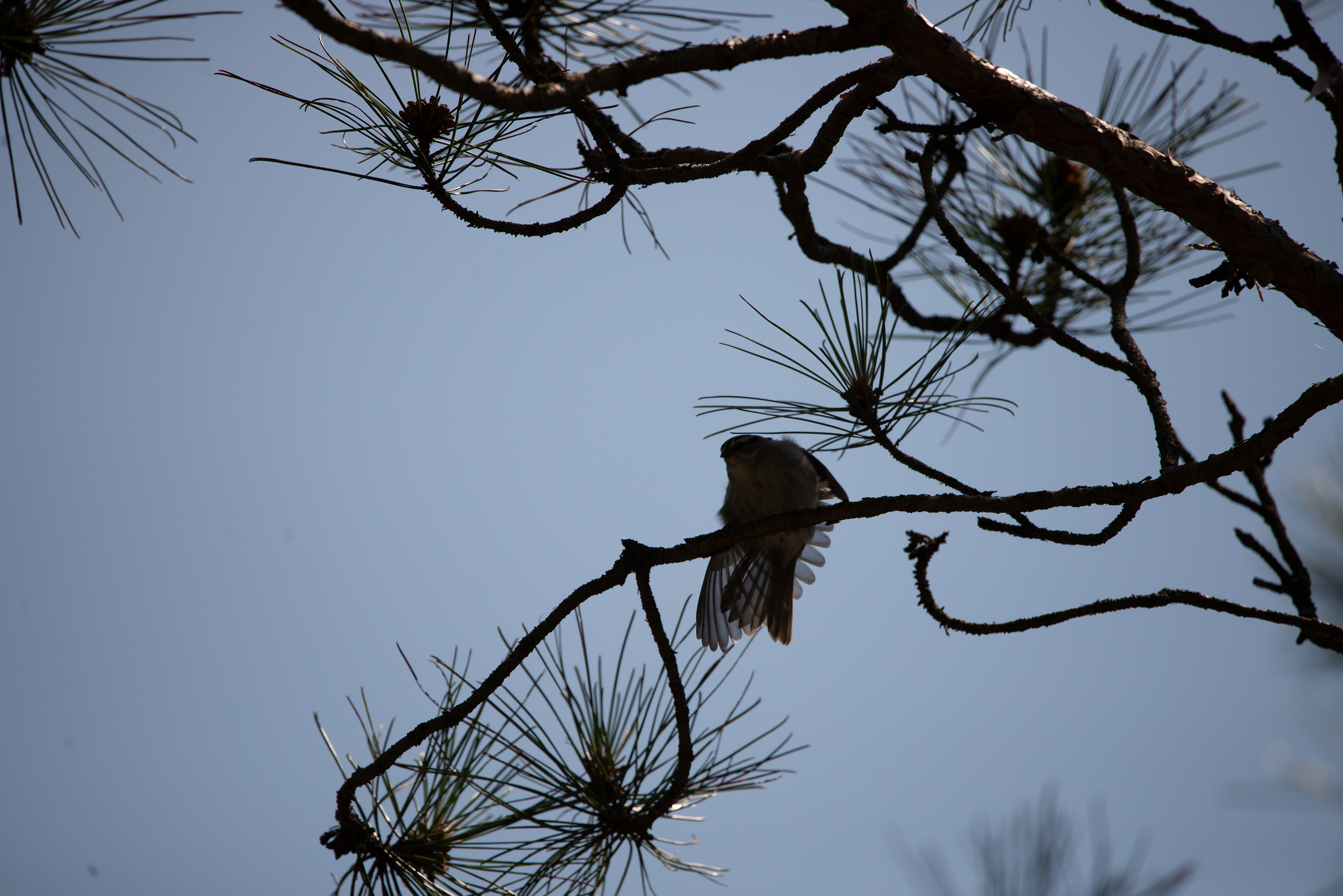 Bending with the Branches