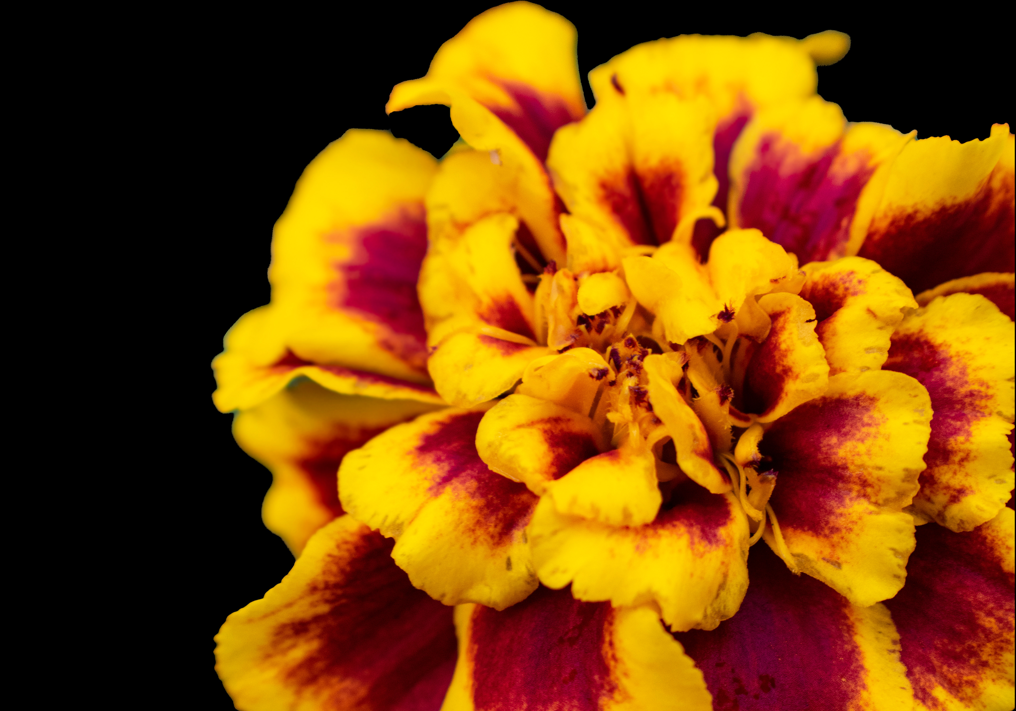 Marigold Color