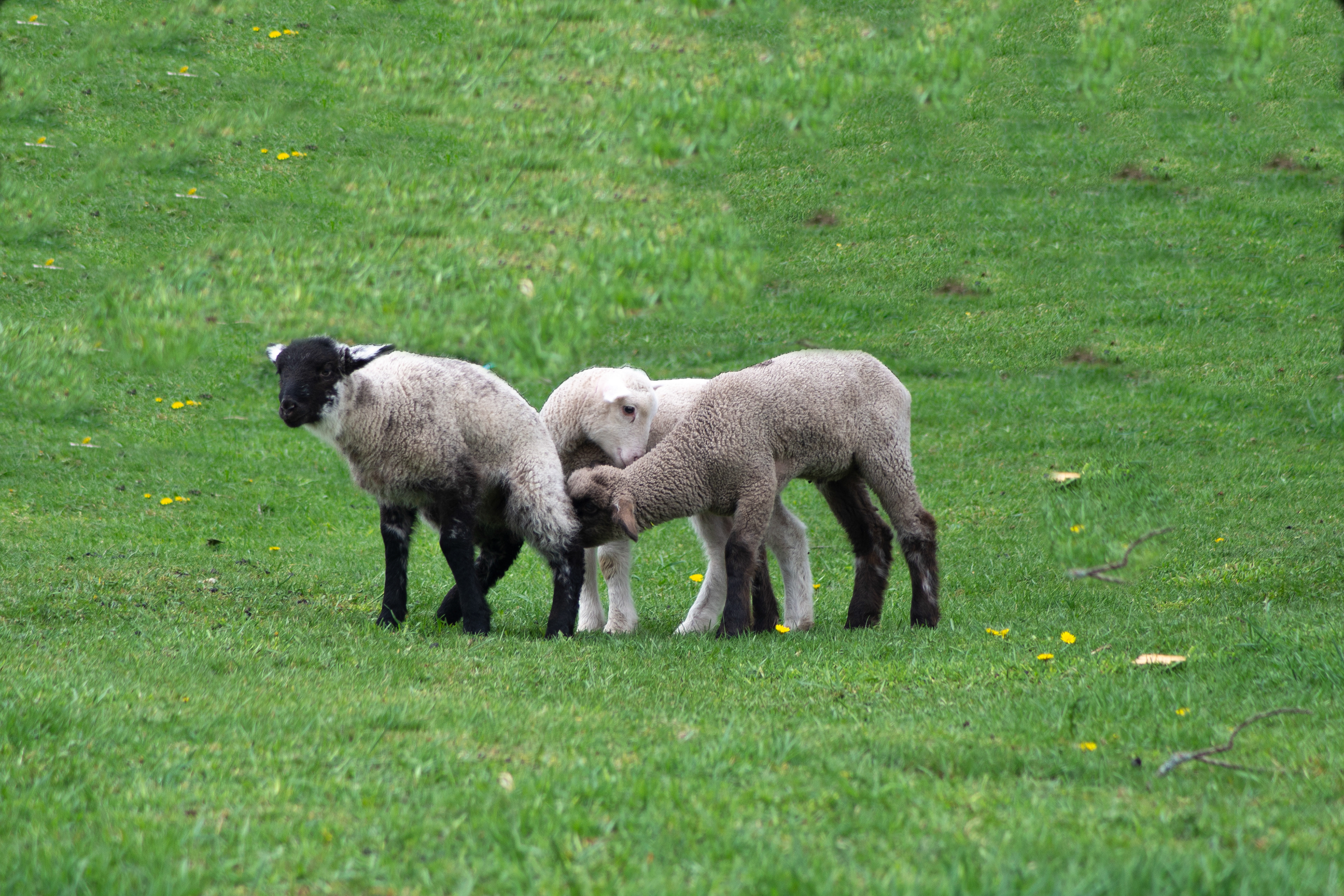Mischievous Lambs