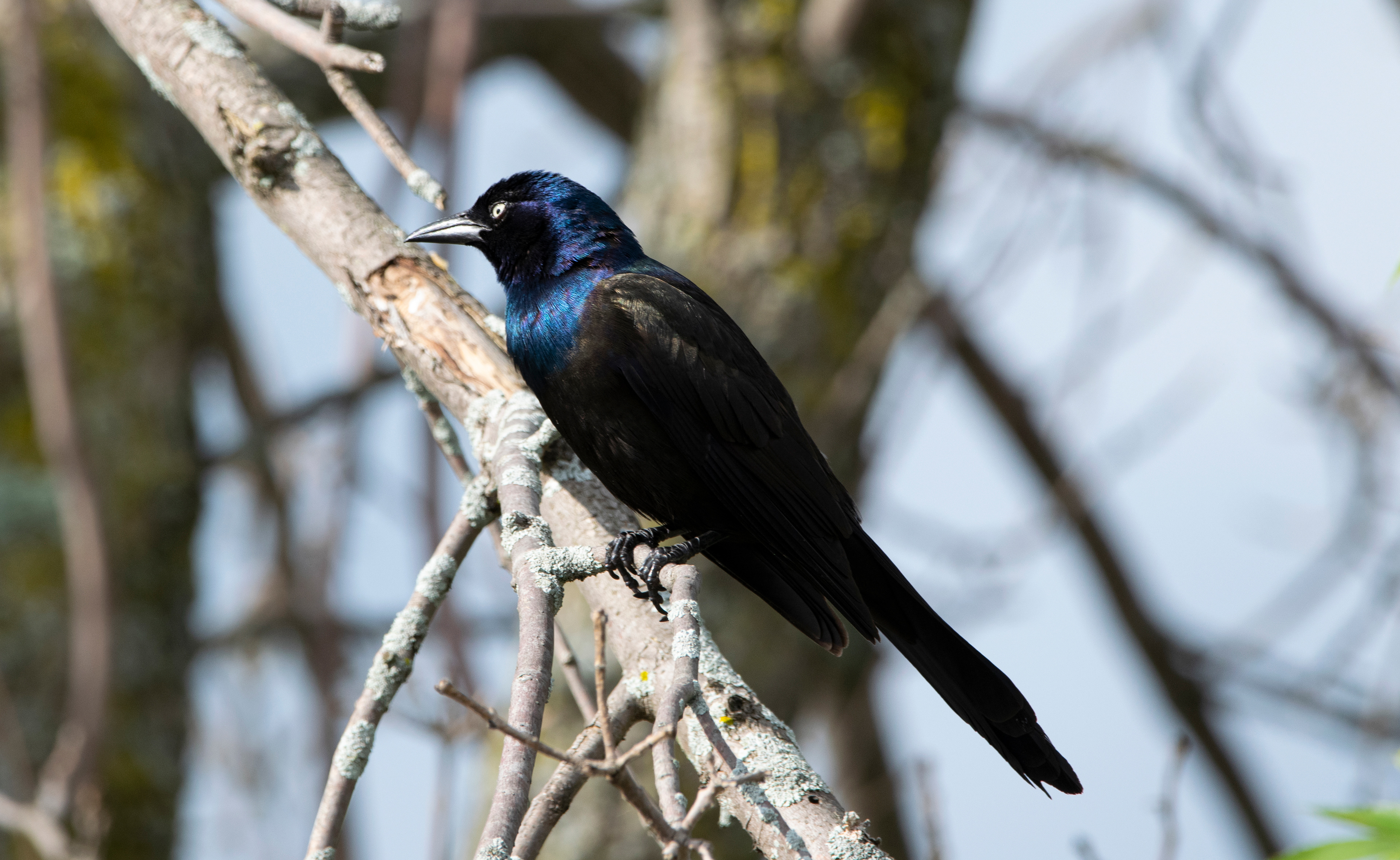 Grackle Closeup