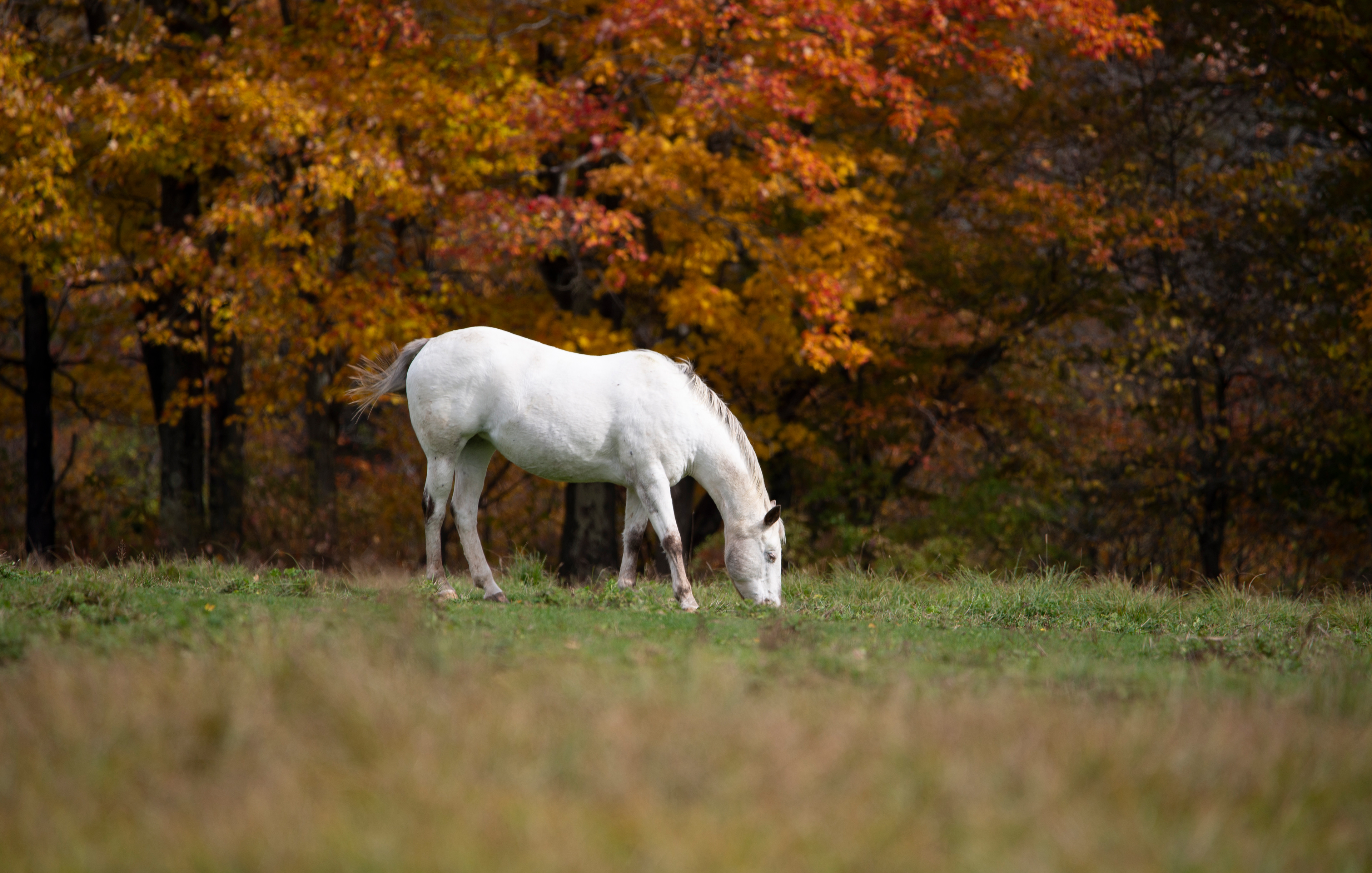 Fall Horse