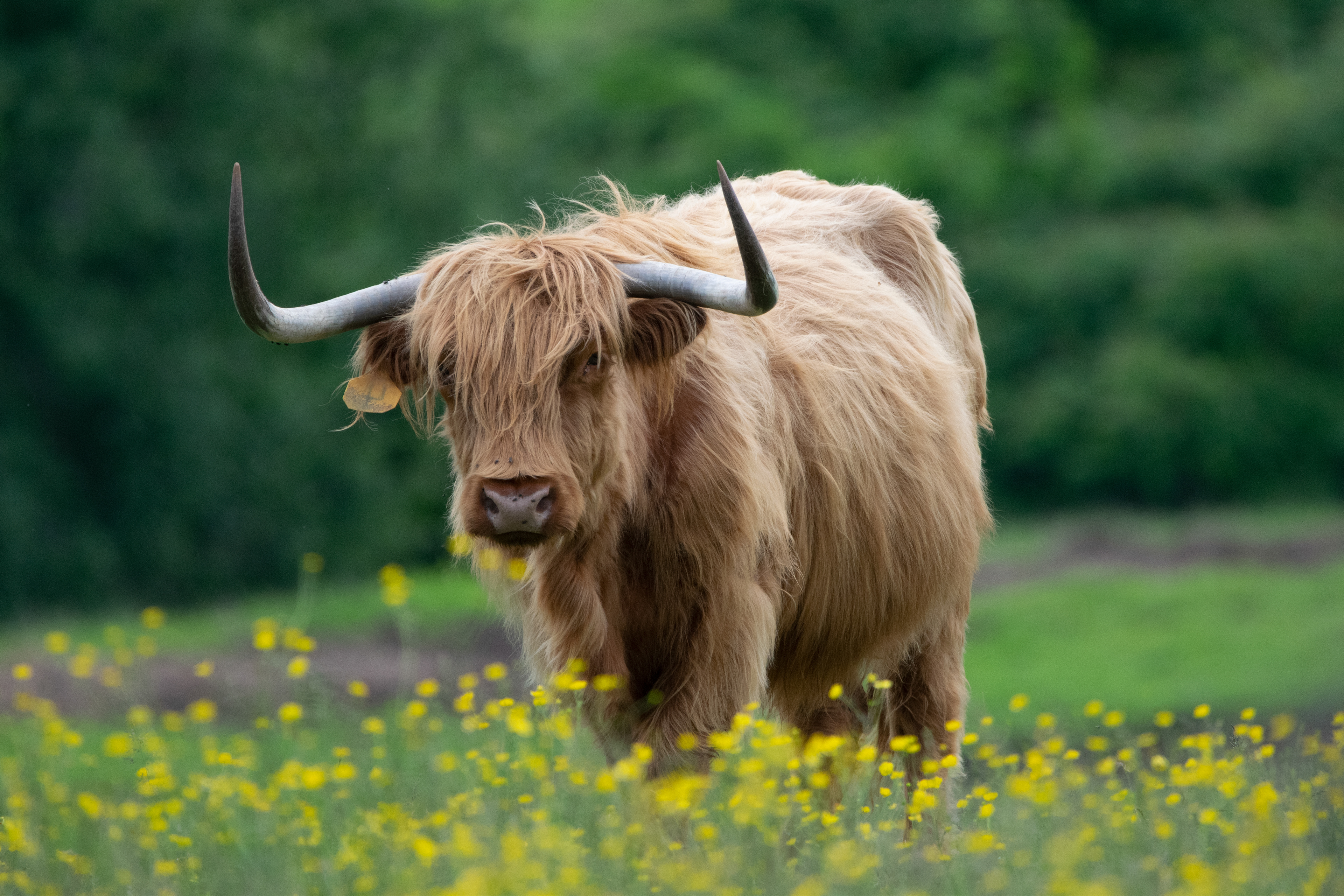 Highland Cow