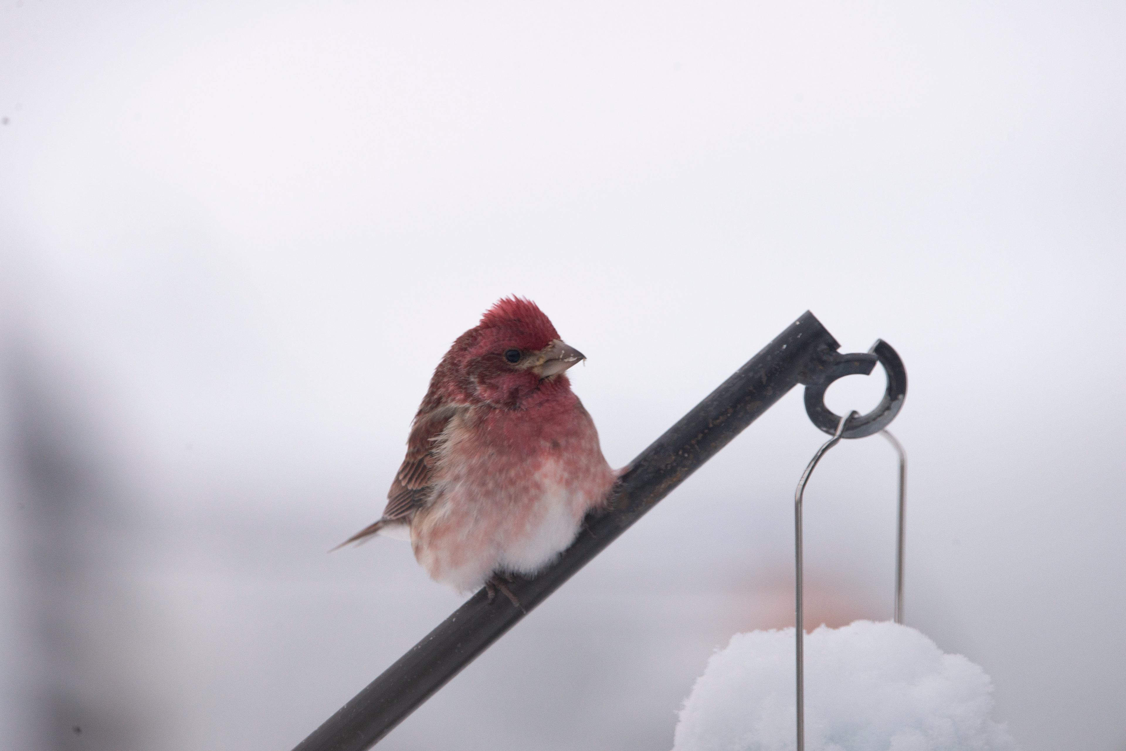 Purple Finch