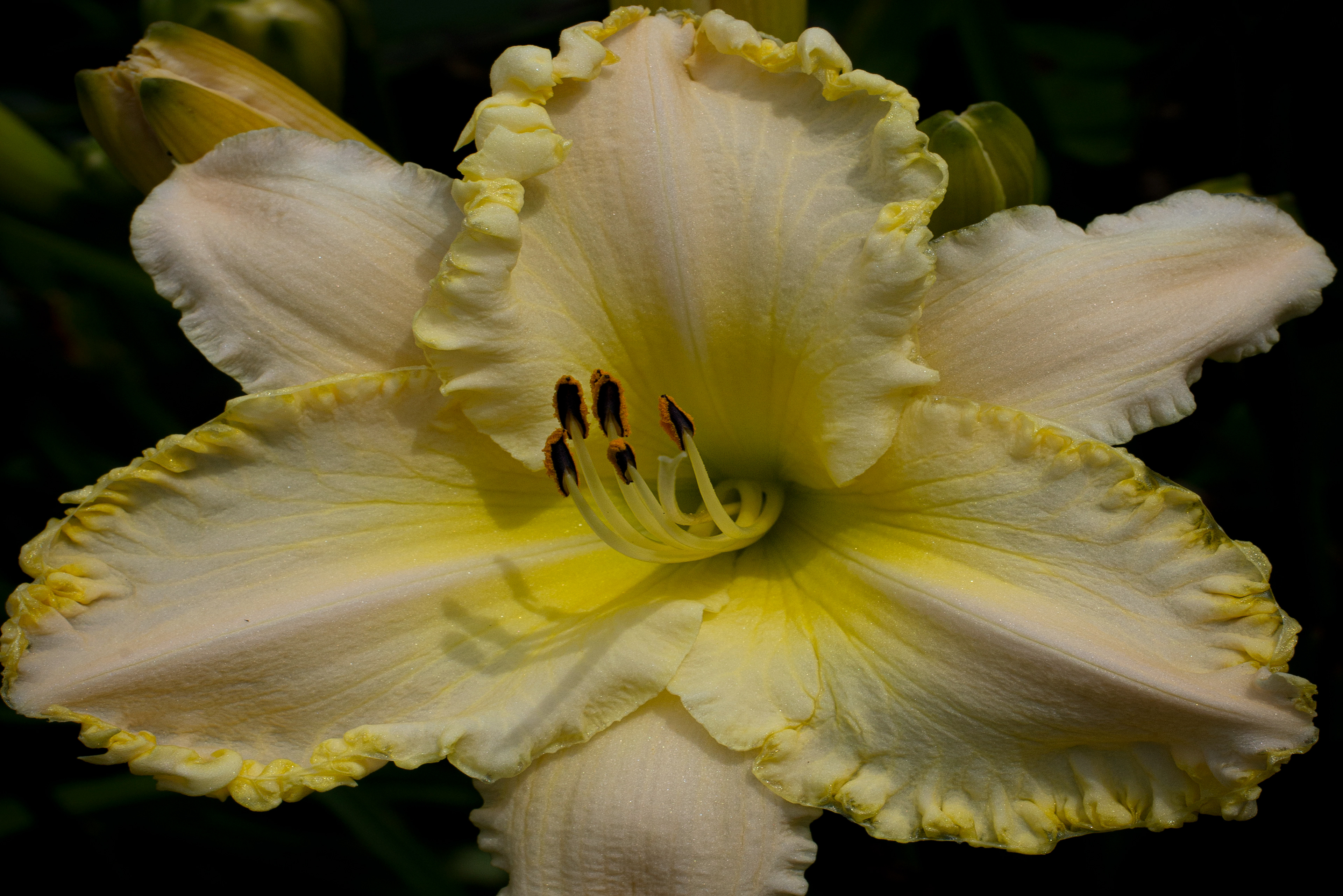 Yellow Lily
