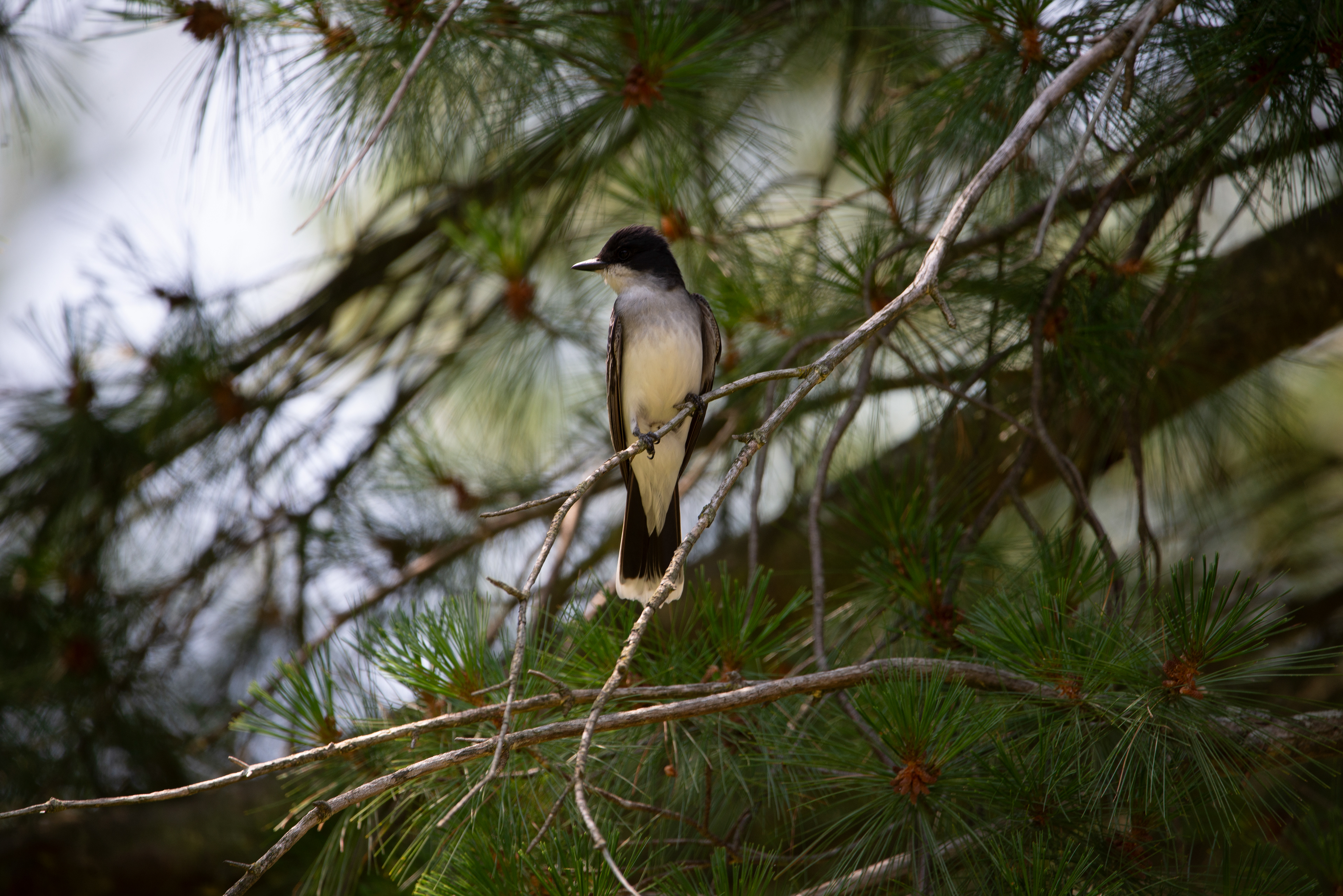 Eastern Kingbird