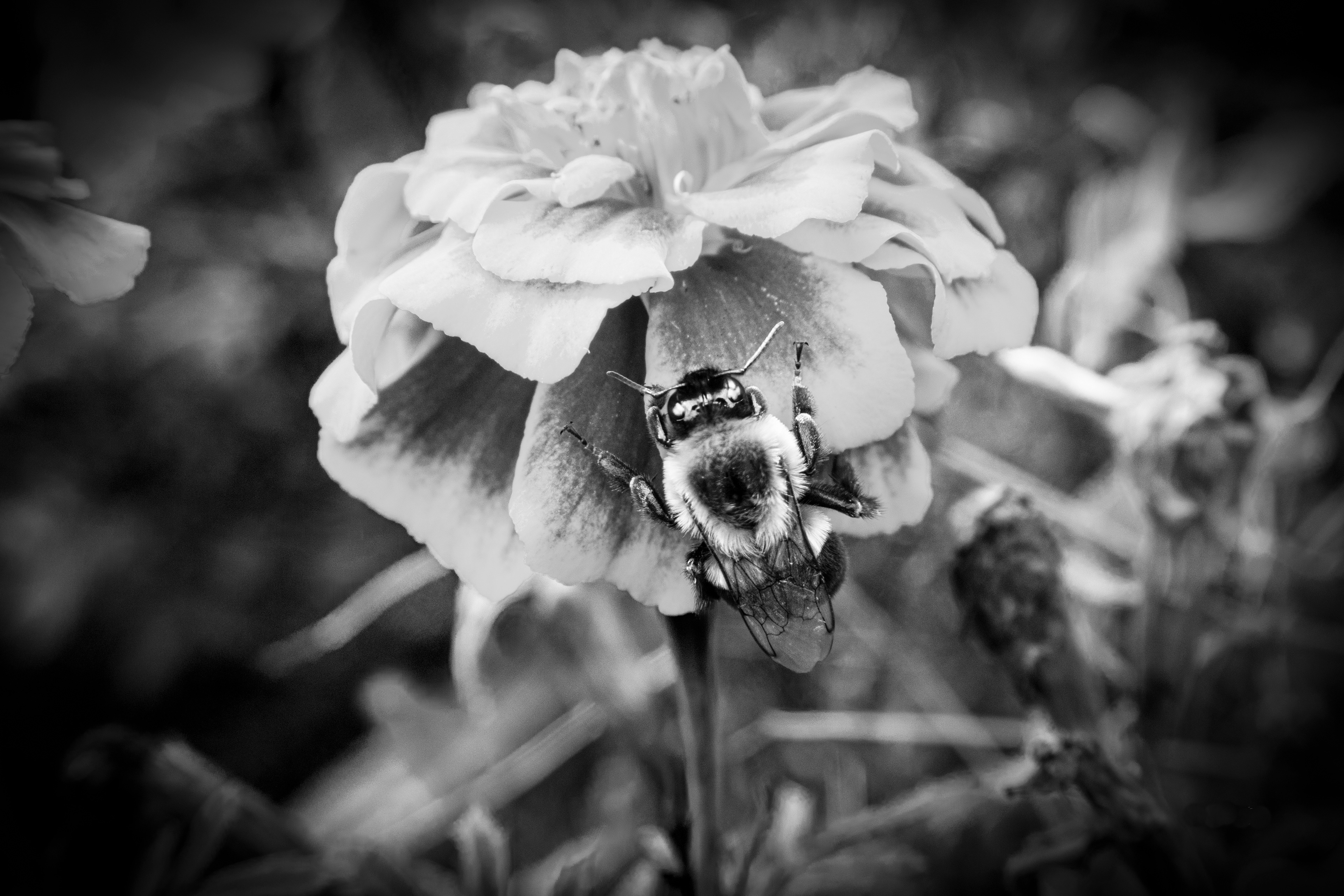 Bee in B & W