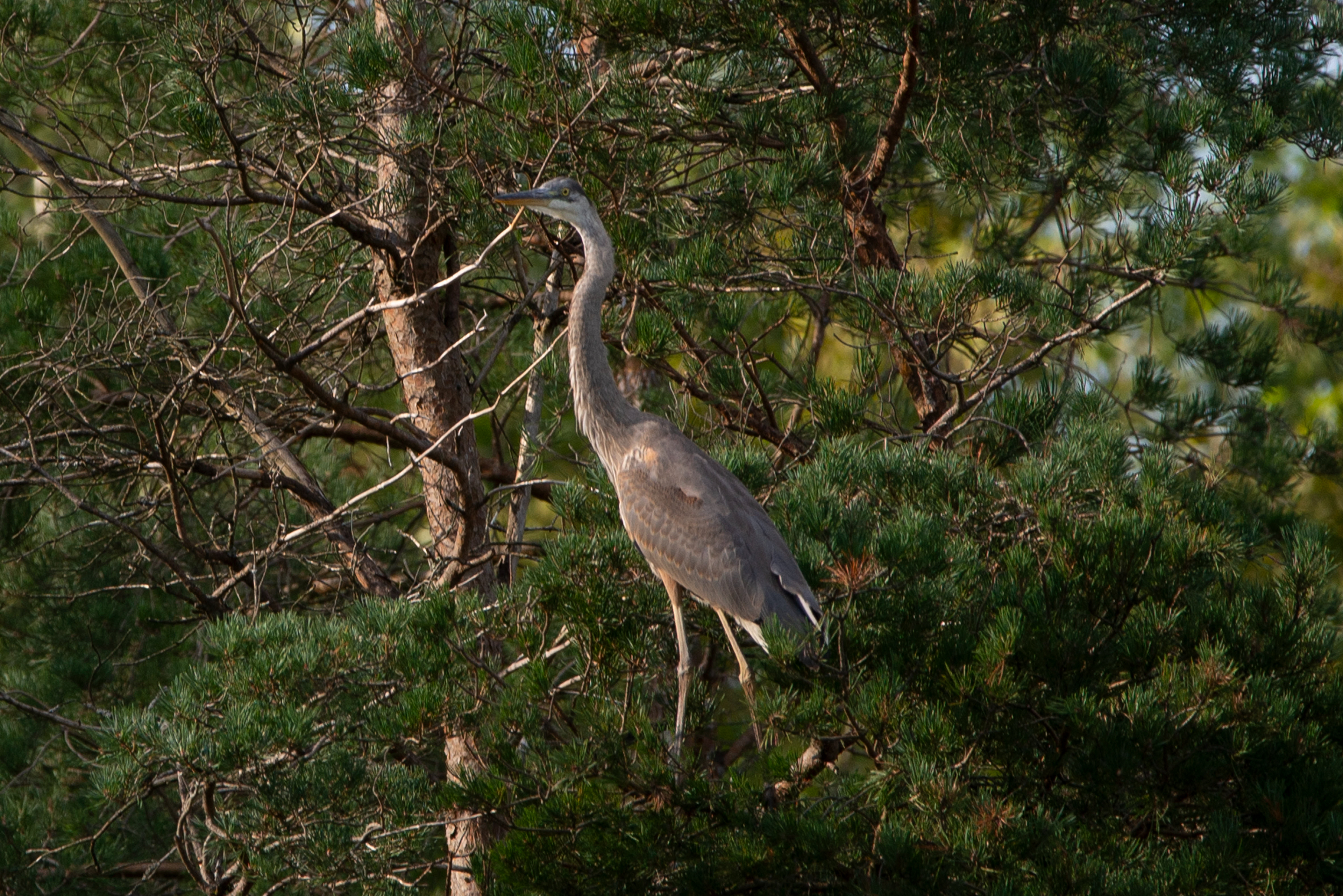 Great Blue Heron in Tree