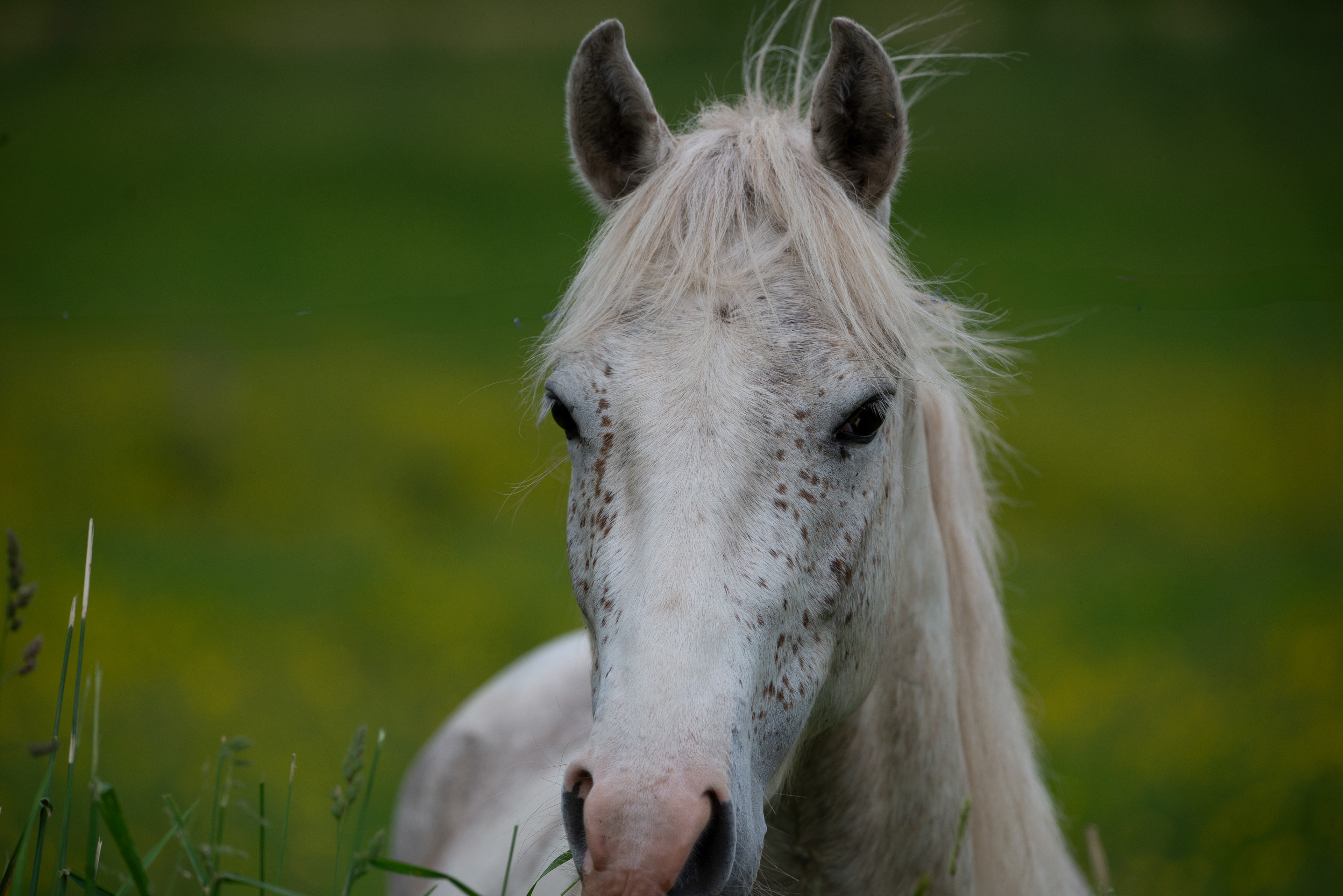 Freckles are Beautiful