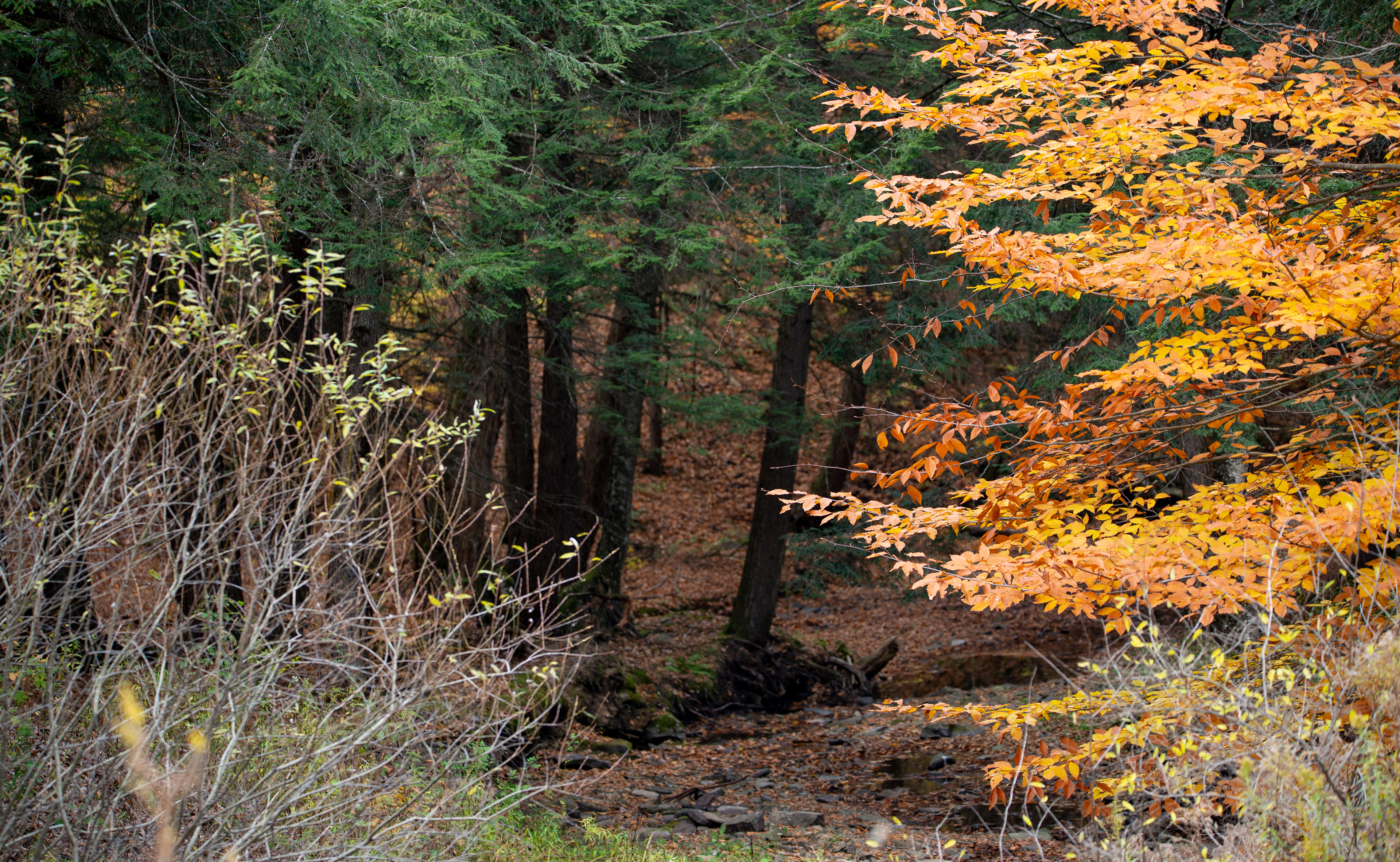 A glimpse into the Woods