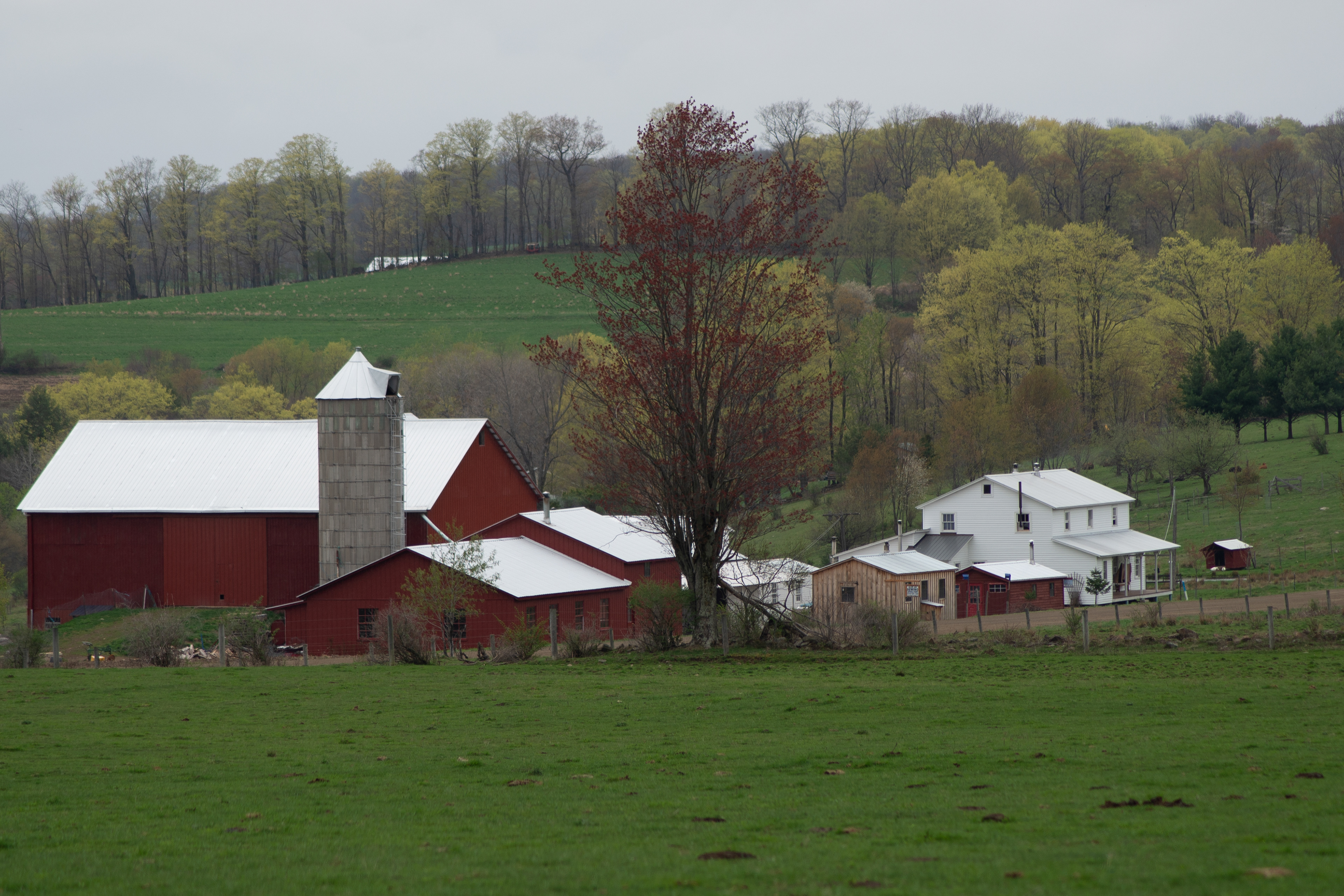 Amish Farm