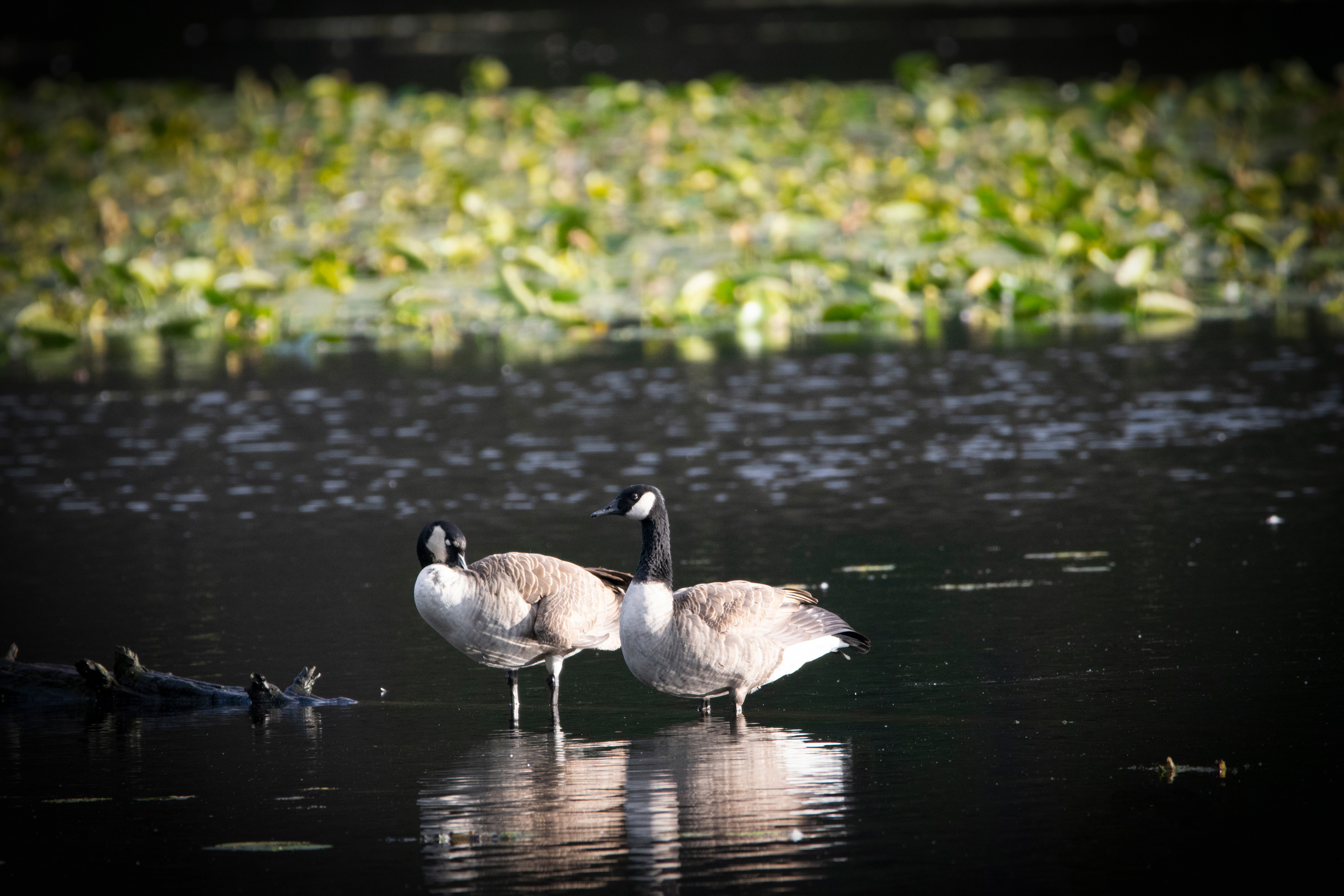 Geese
