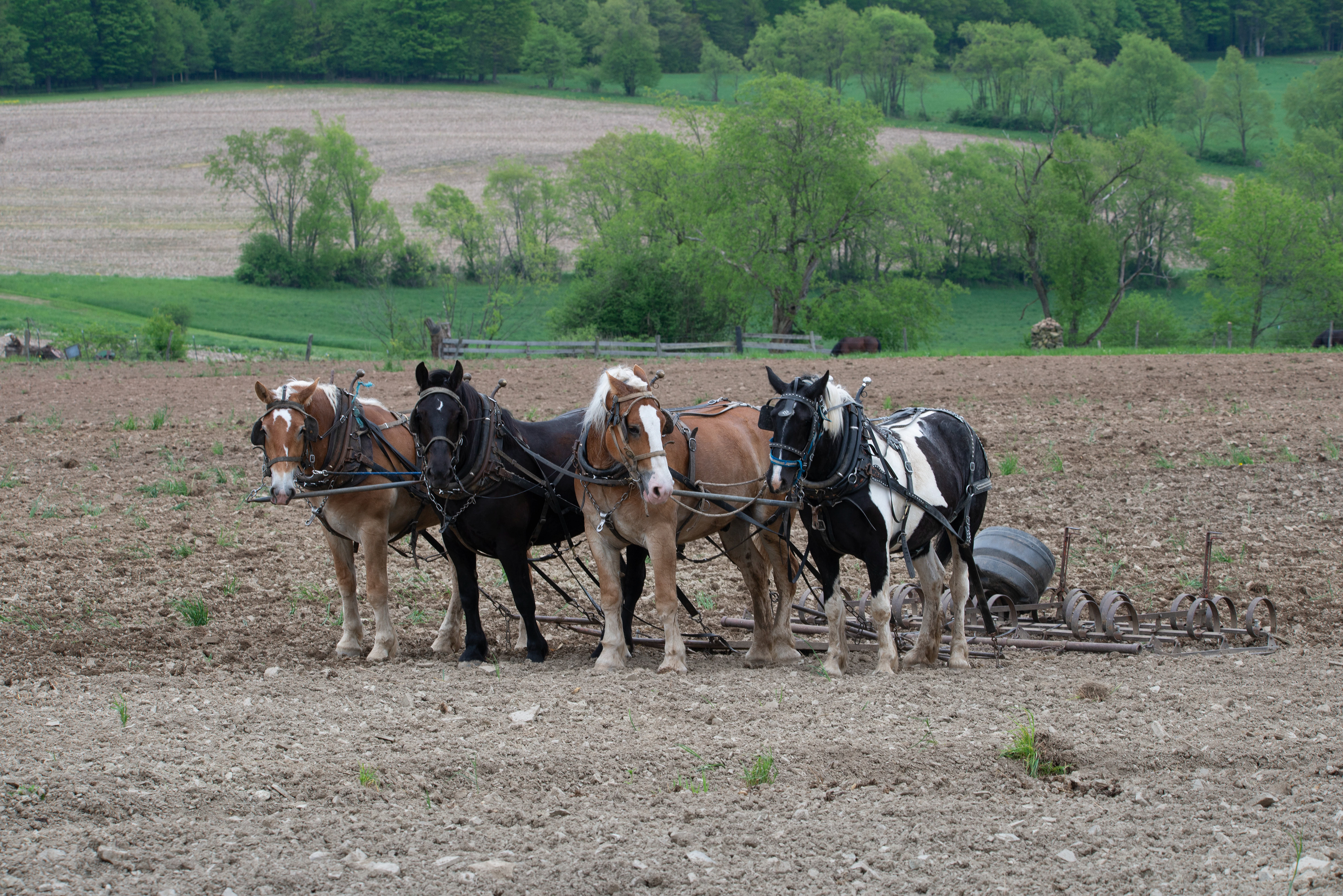 Horses working in Field