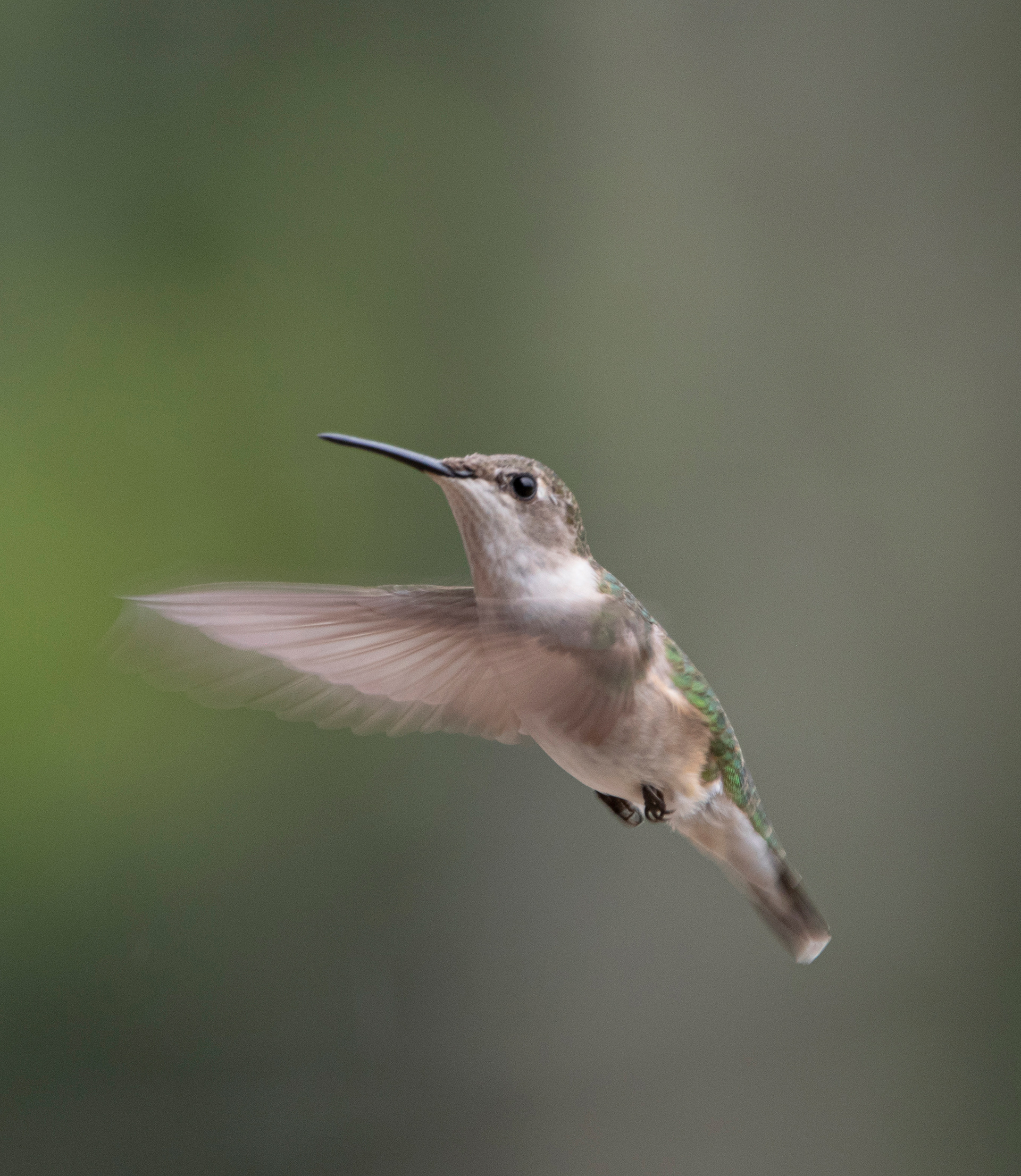 Humming Bird in Flight