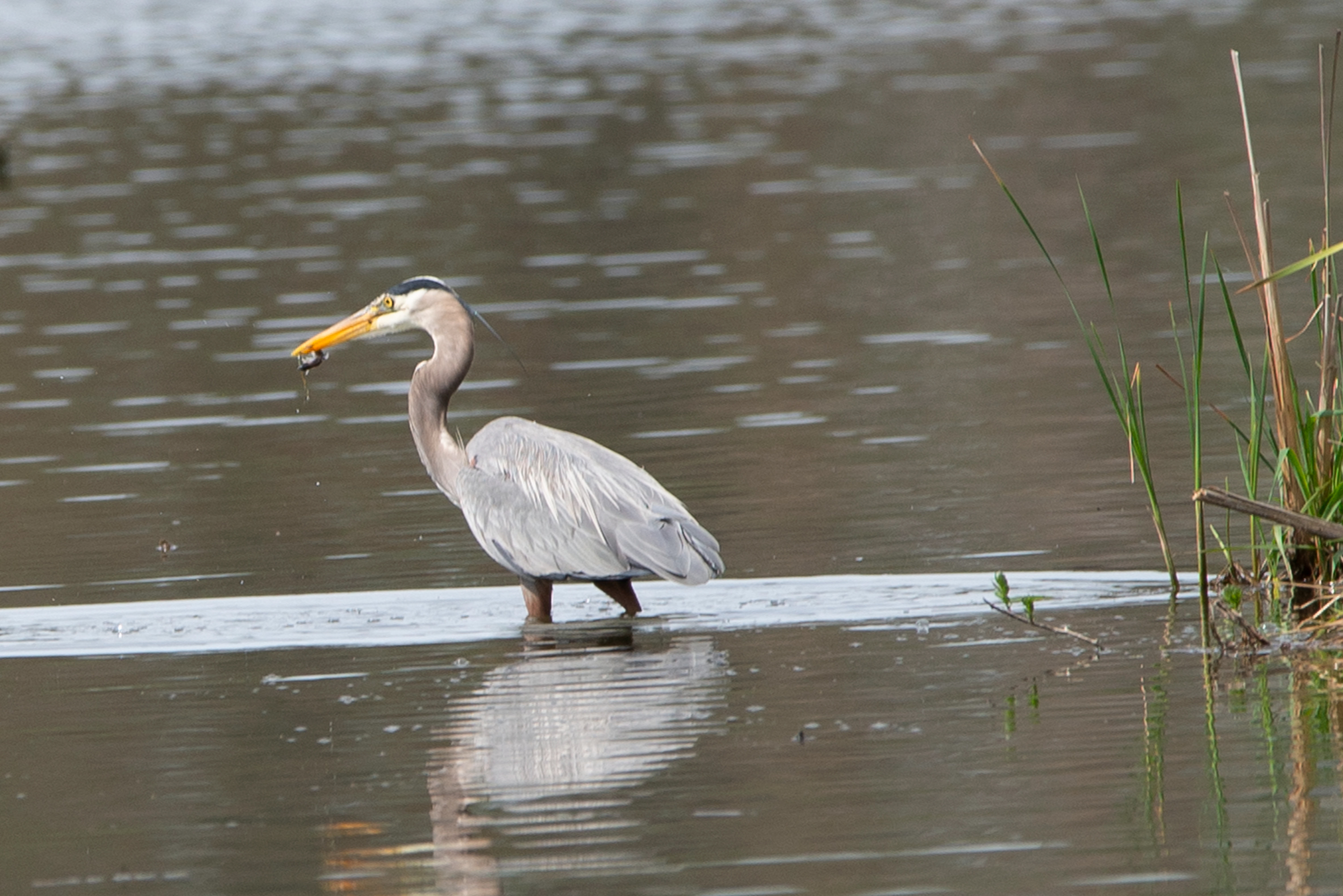 Great Blue Heron with Catch