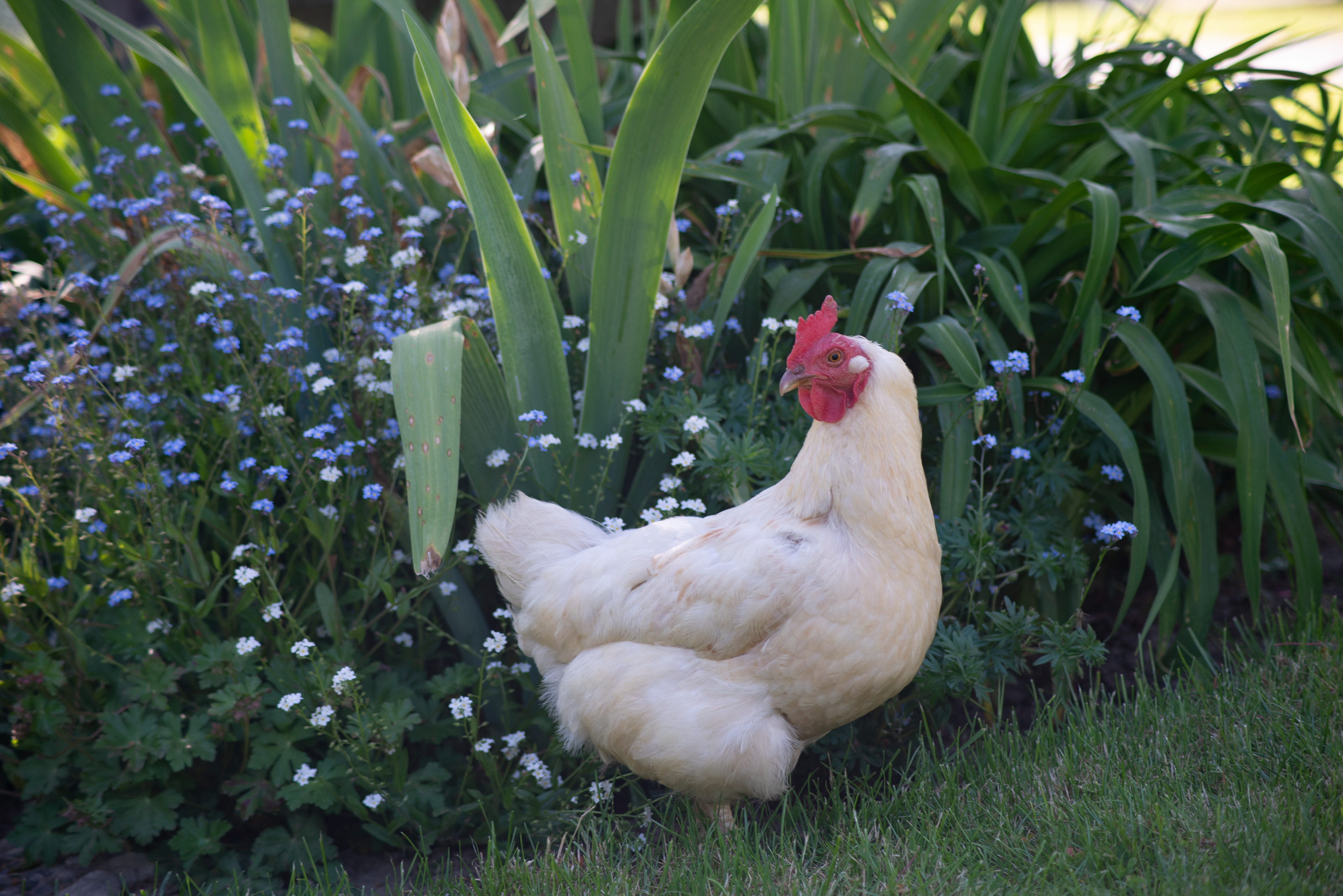 Chicken in the Garden