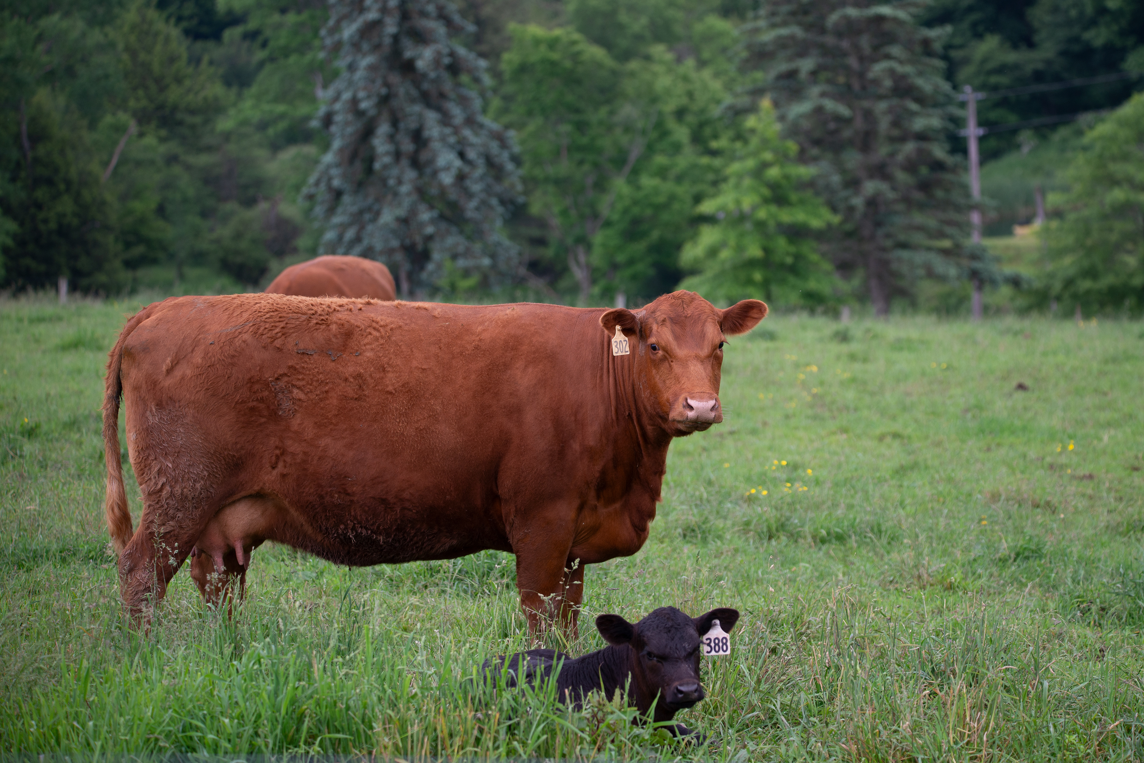 Calf with Mom