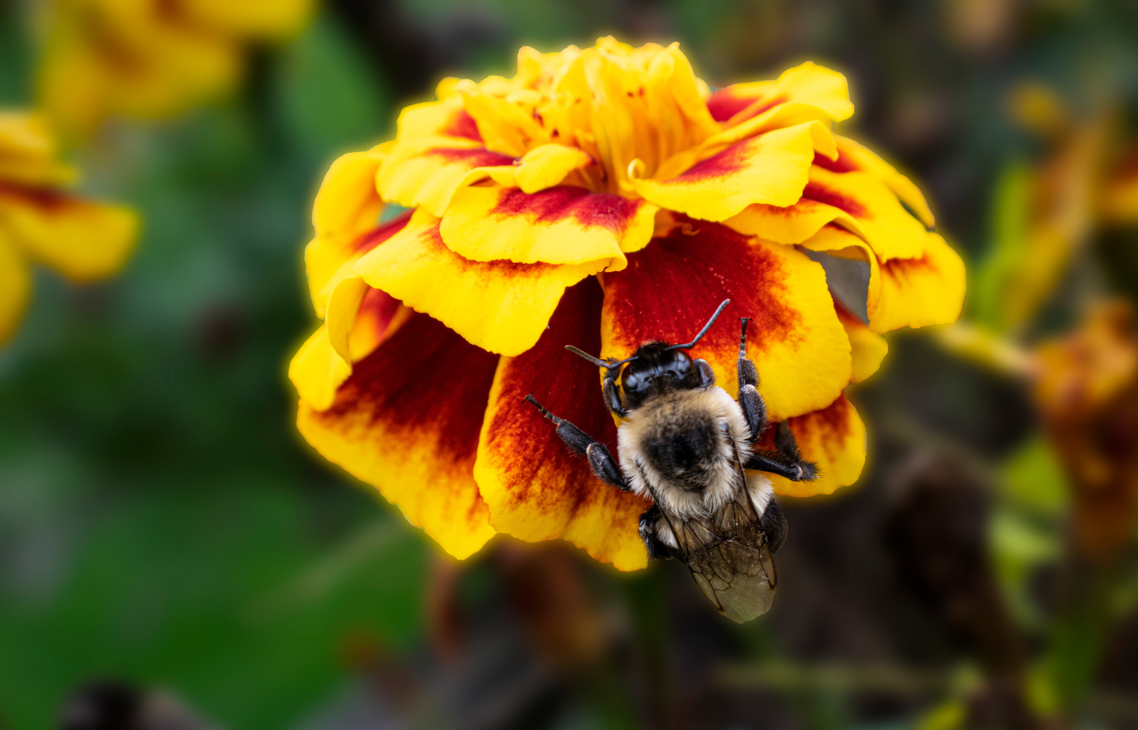 Bee on Marigold