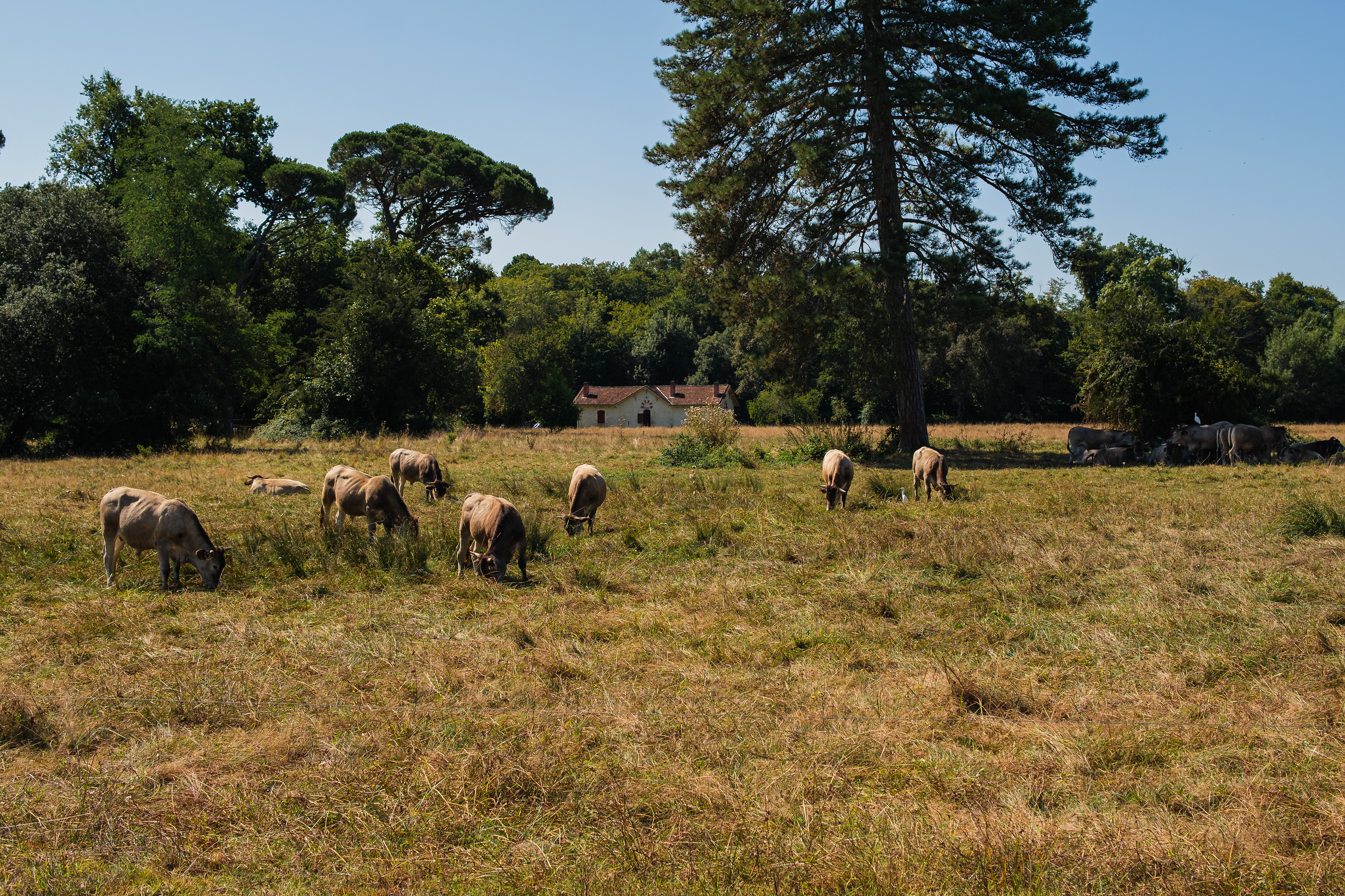 Chateau de la Brede.
