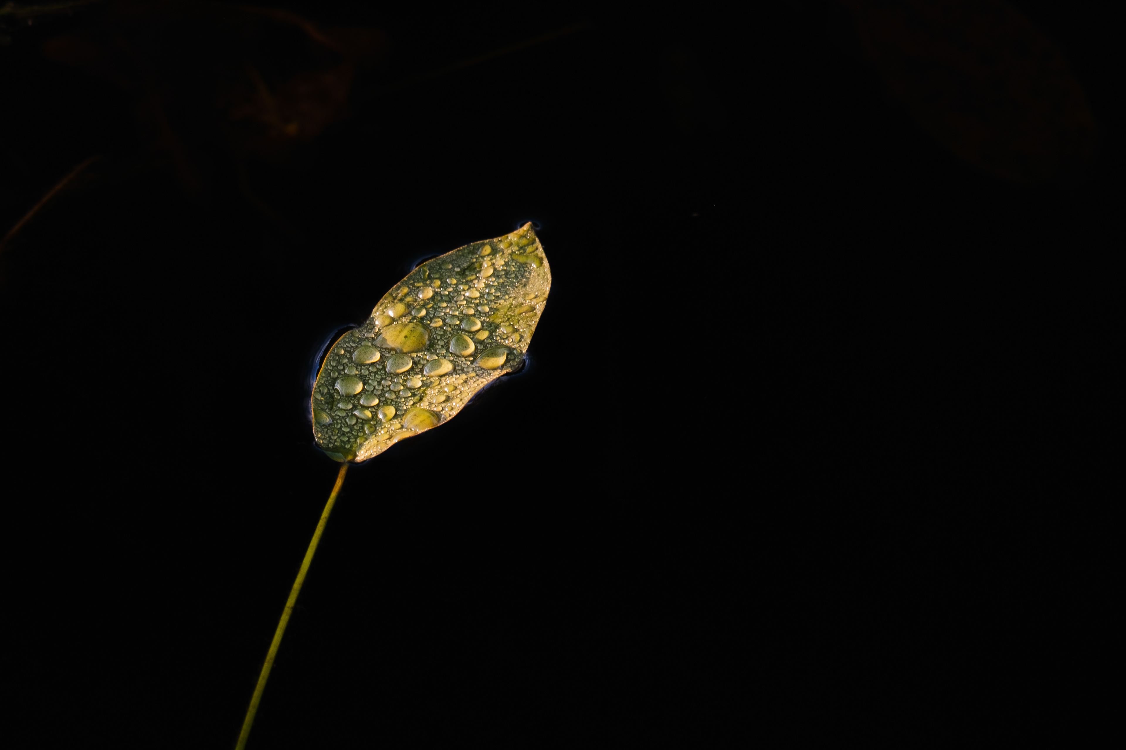 A lonesome leaf
