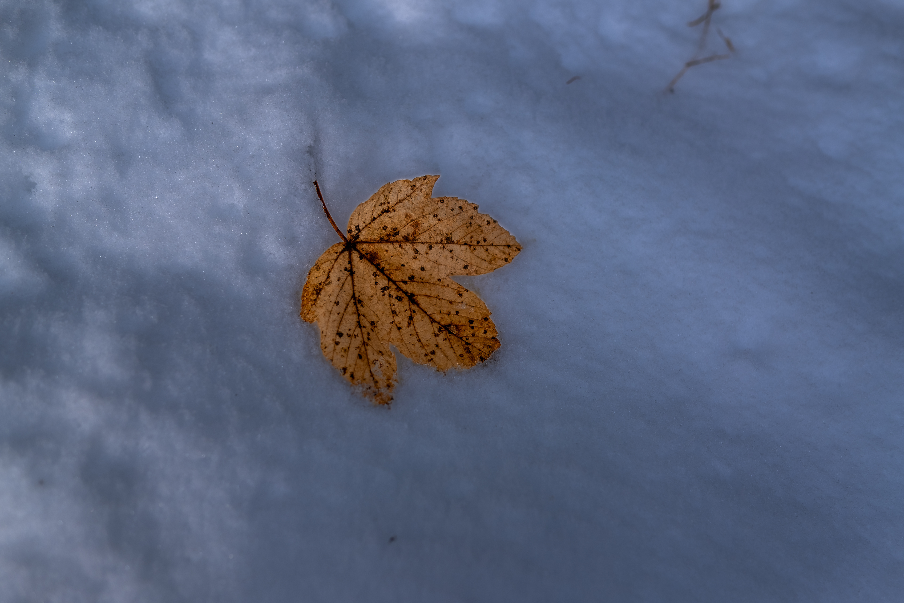 A leaf in the snow
