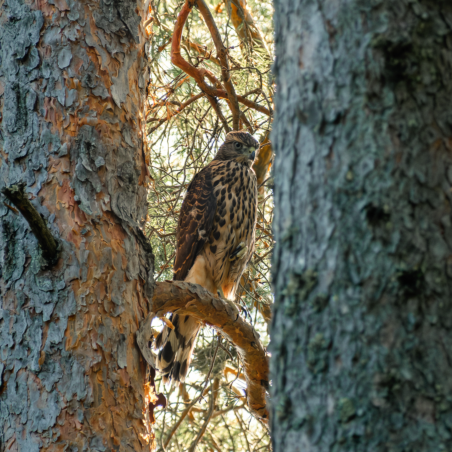 The gracious hawk