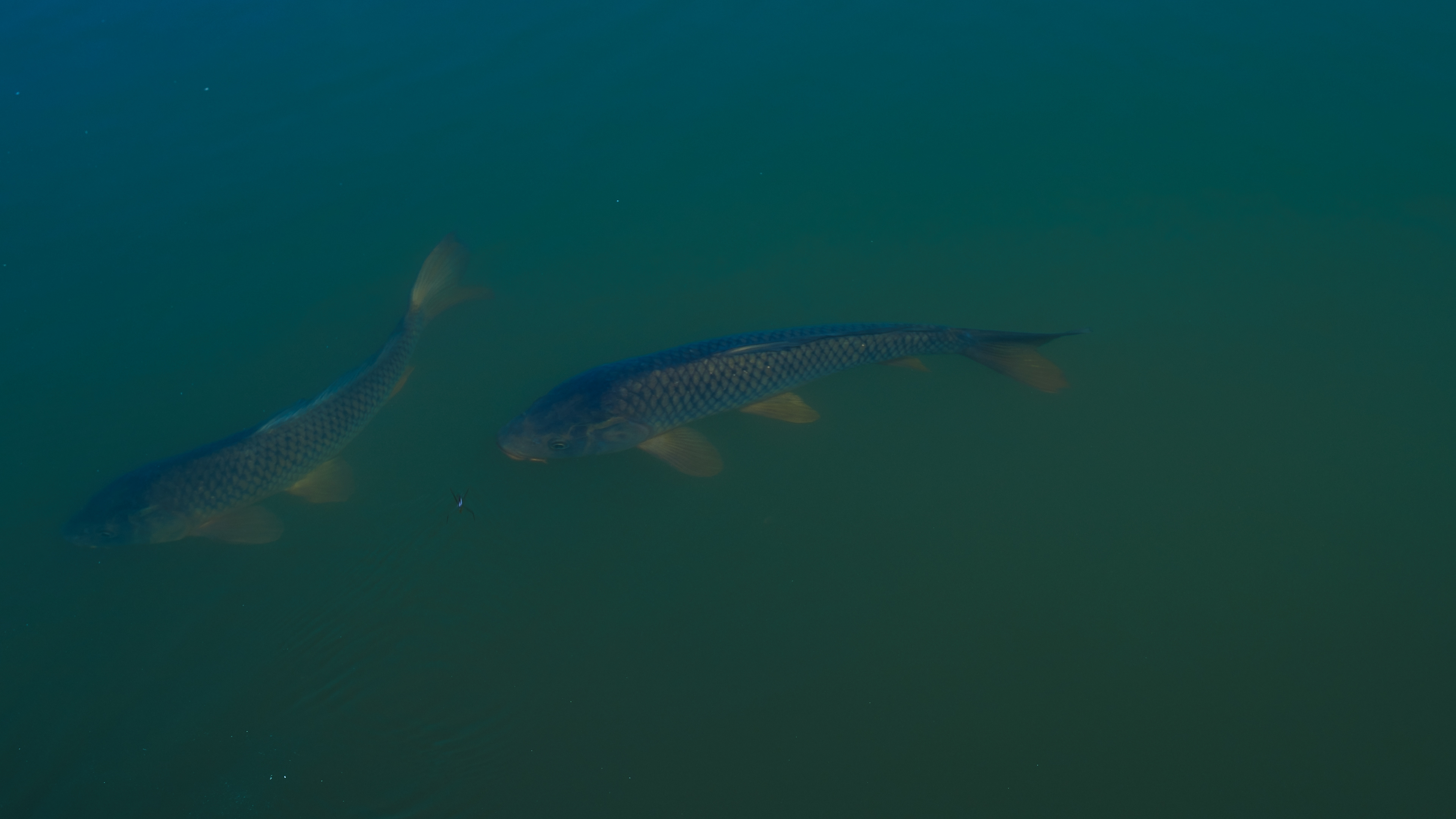 Chateau de la Brede.