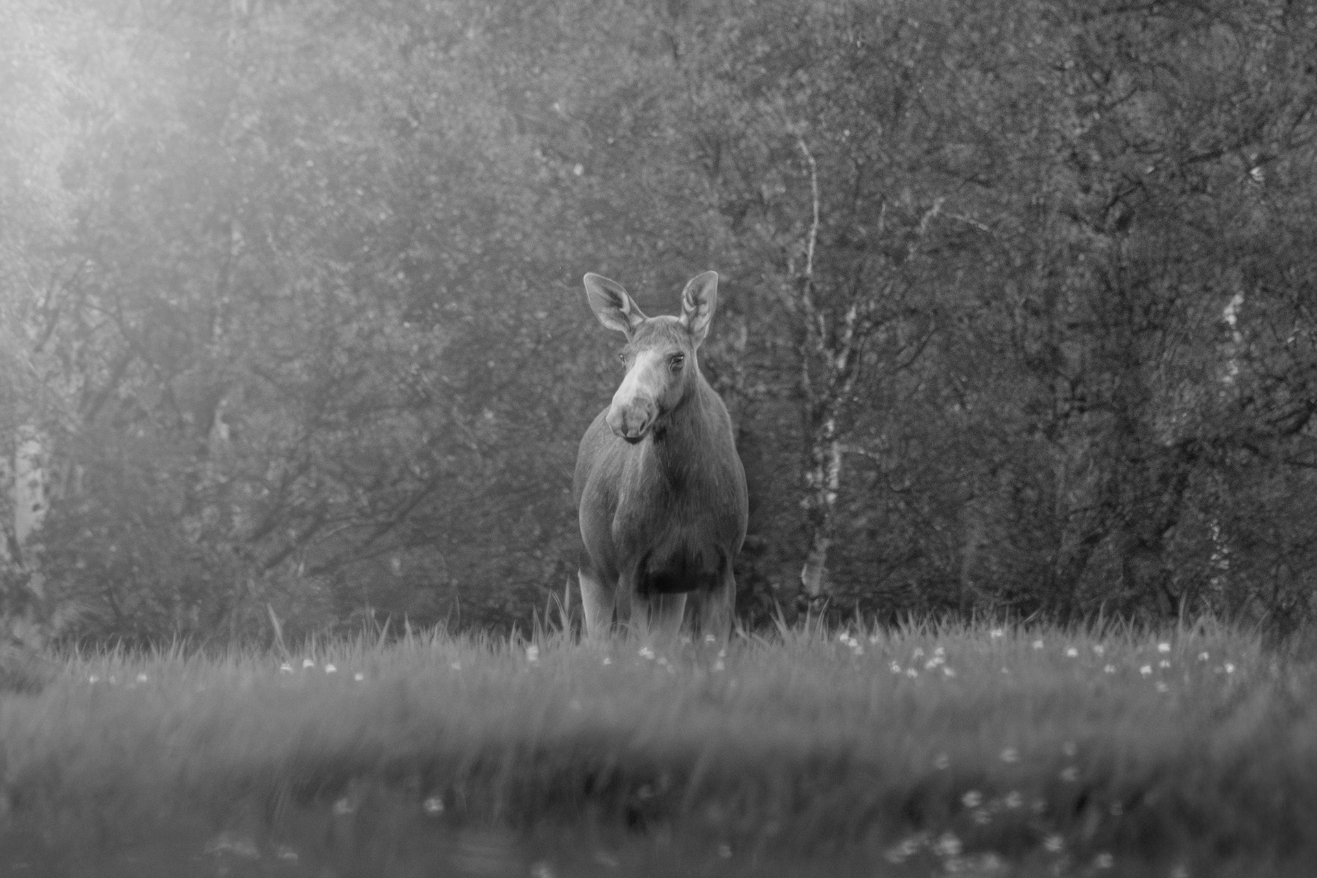 Queen of the forest